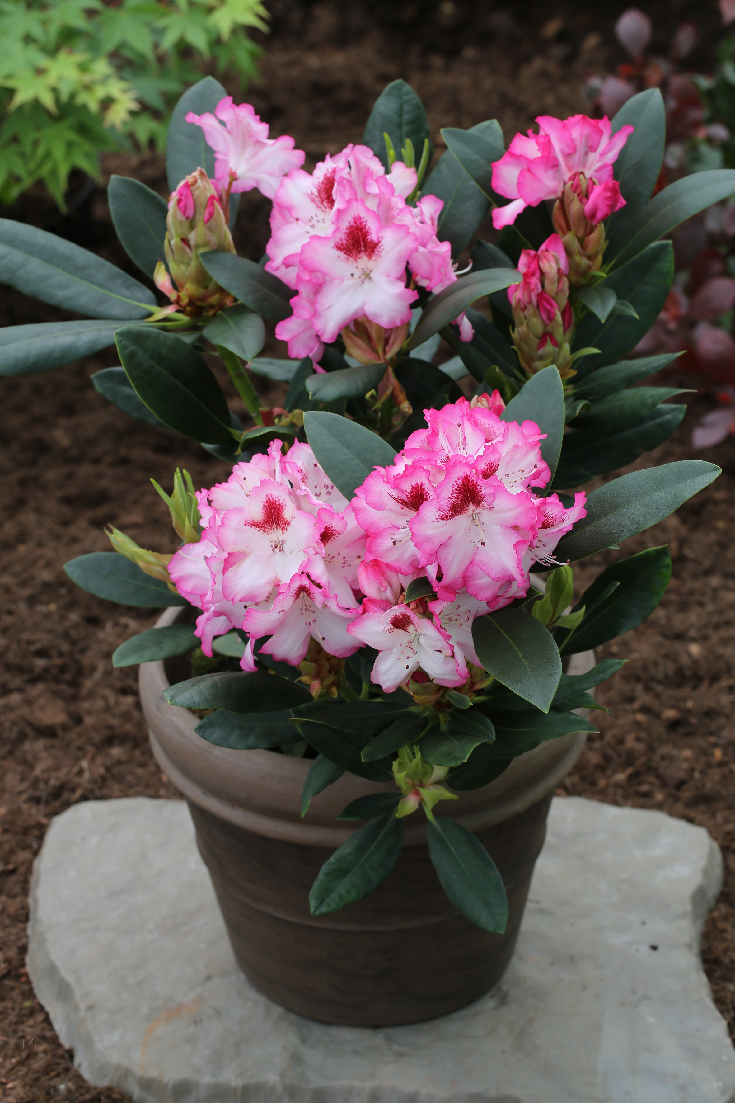 Rhododendron Hybride 'Hachmann's Charmant' -S-