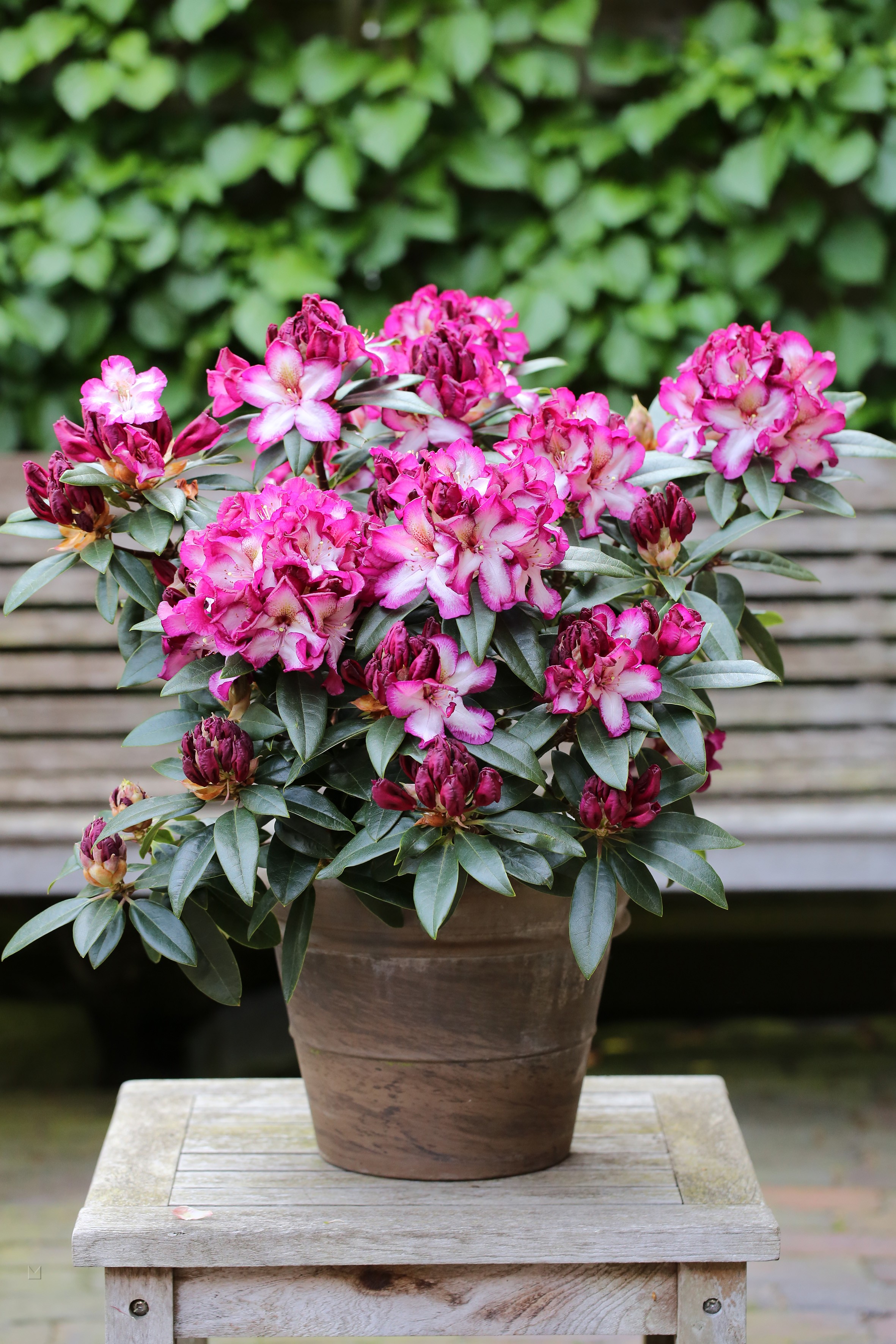 Rhododendron Hybride 'Hans Hachmann' ®S-EU