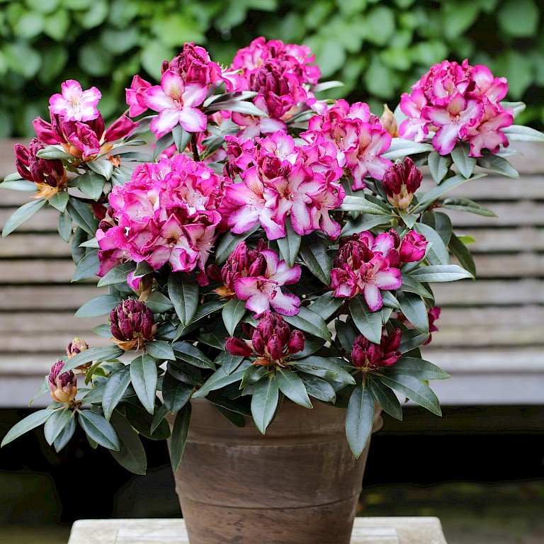 Rhododendron Hybride 'Hans Hachmann' ®S-EU