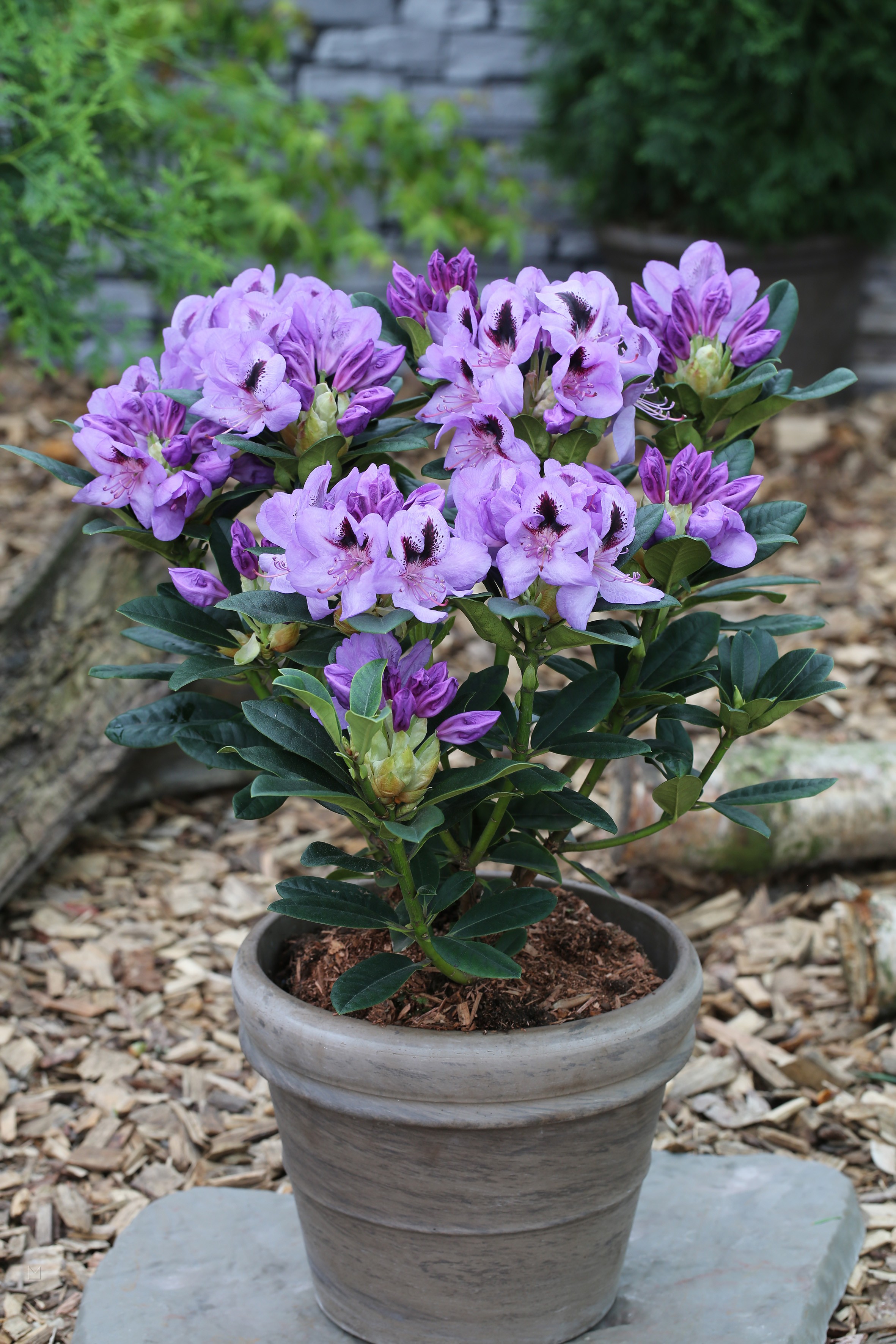 Rhododendron Hybride 'Metallica'