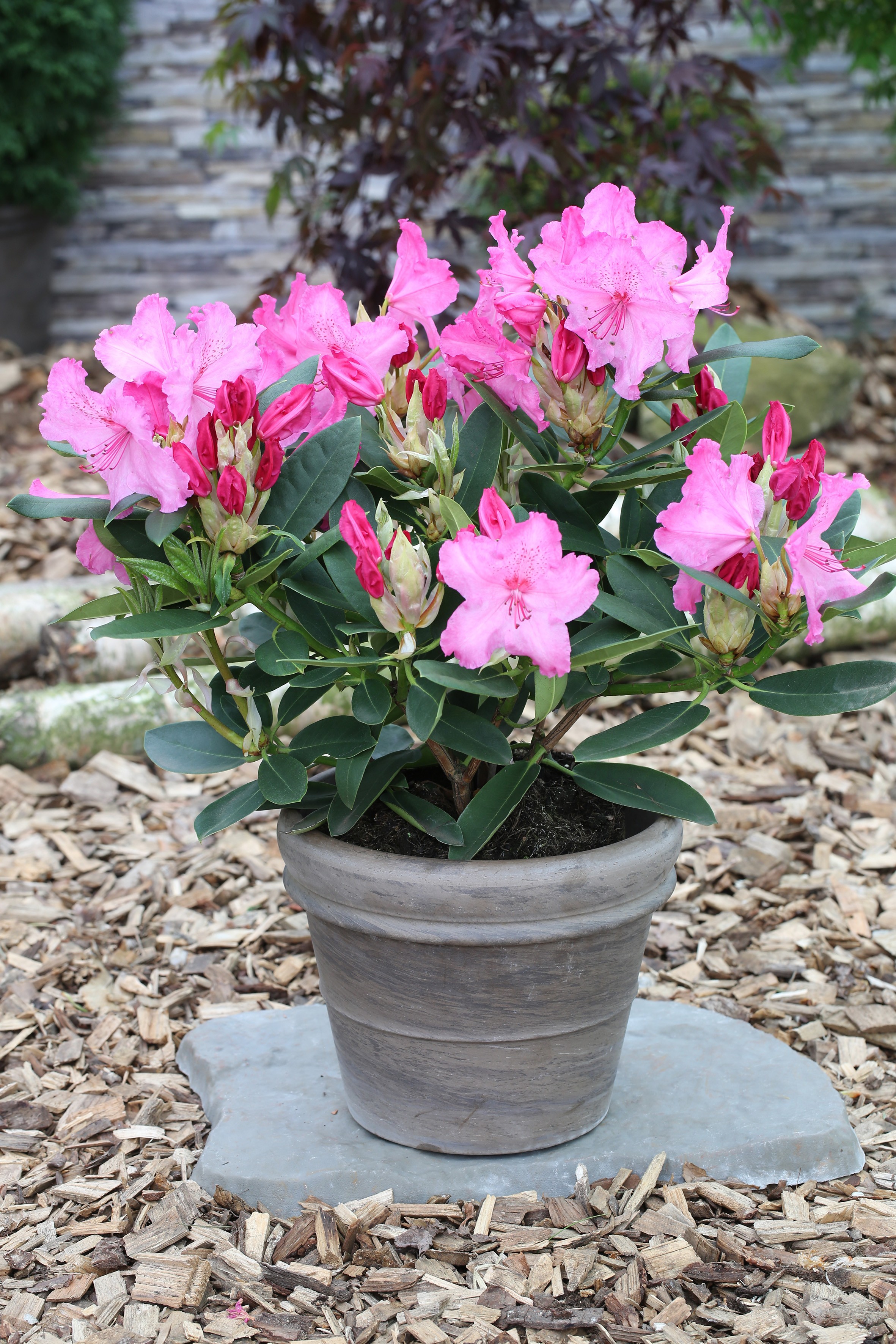 Rhododendron Hybride 'Walküre' ®