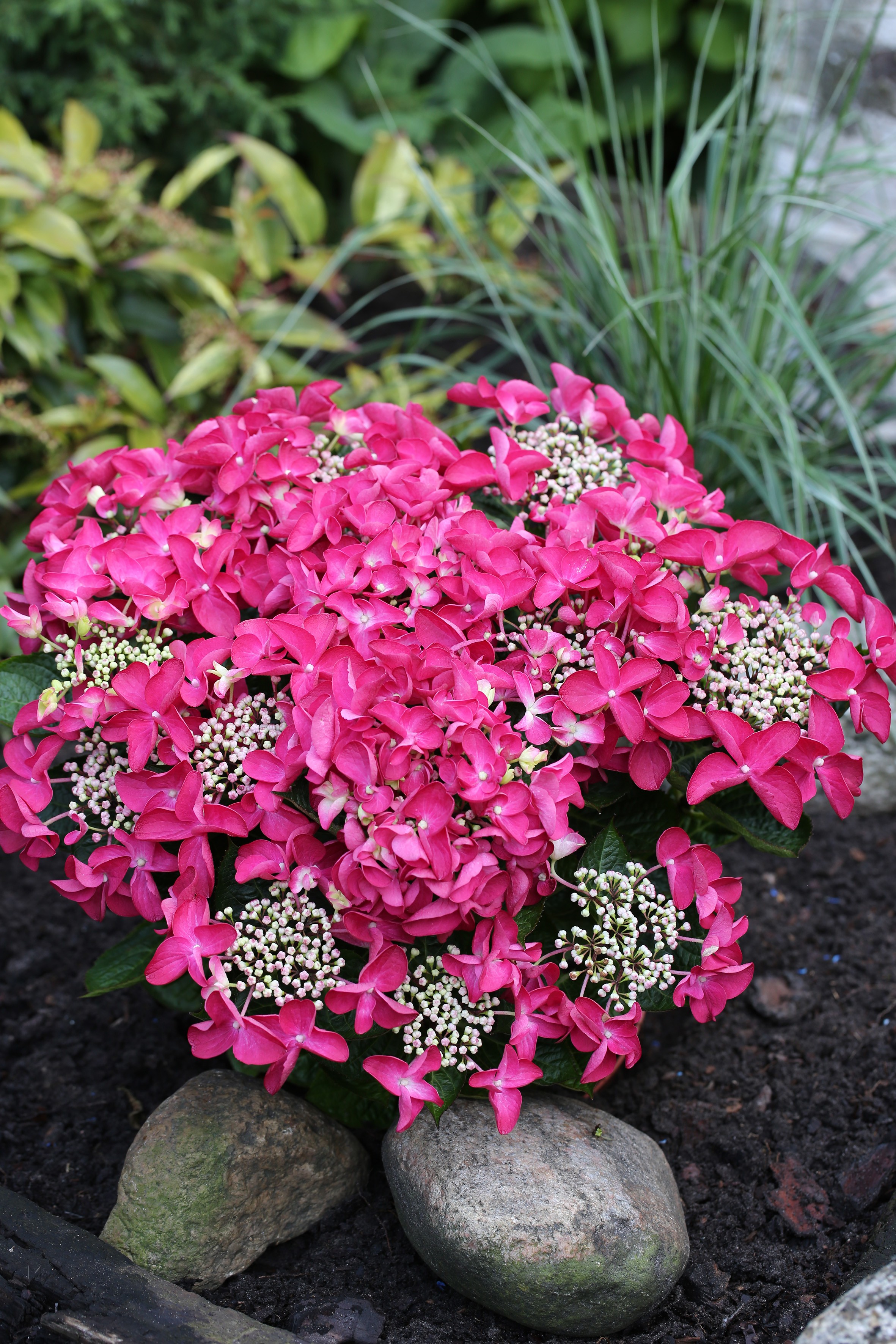 Hydrangea macrophylla exclusiv 'Lady in Red'