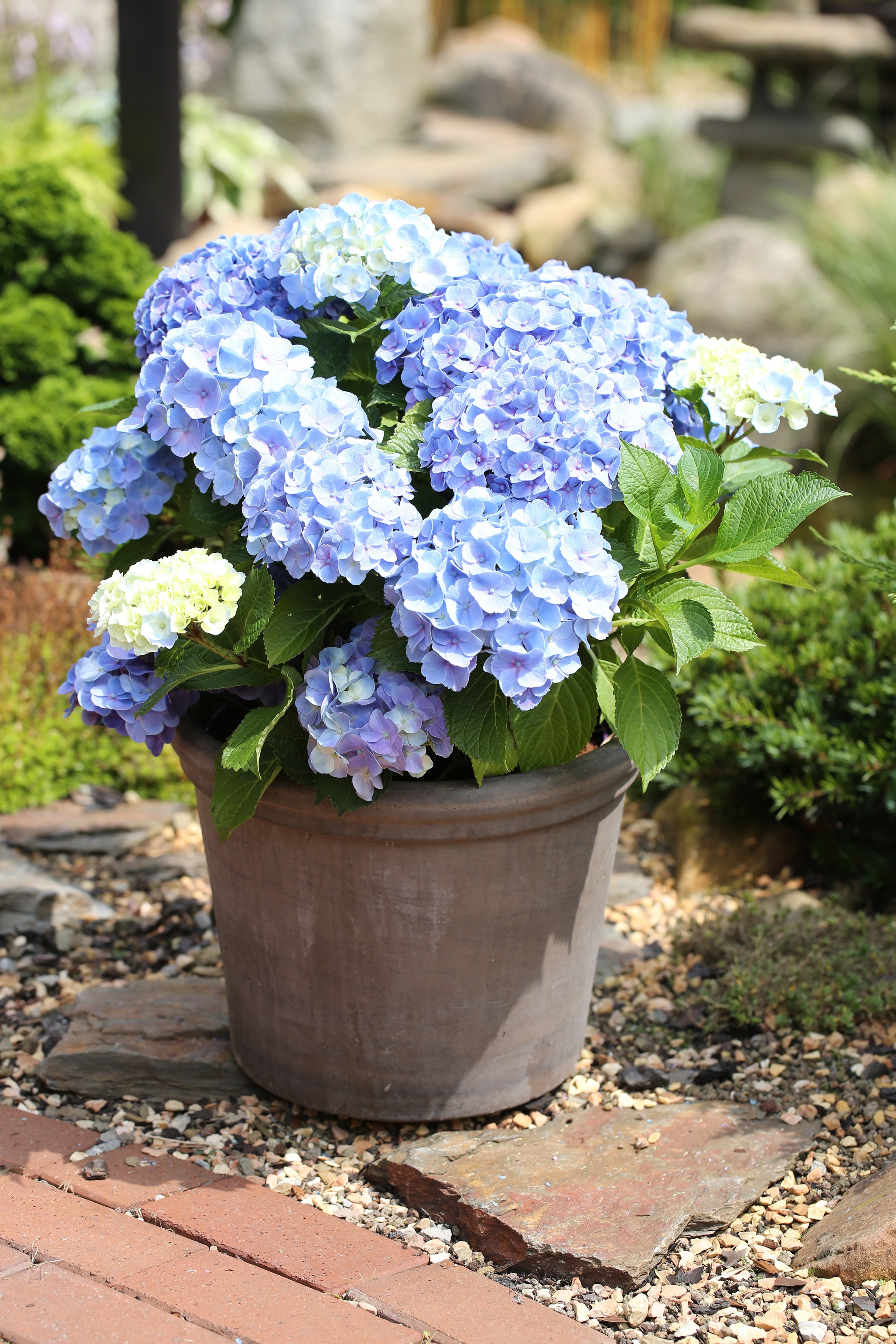 Hydrangea macrophylla 'Forever and Ever Blue' ®