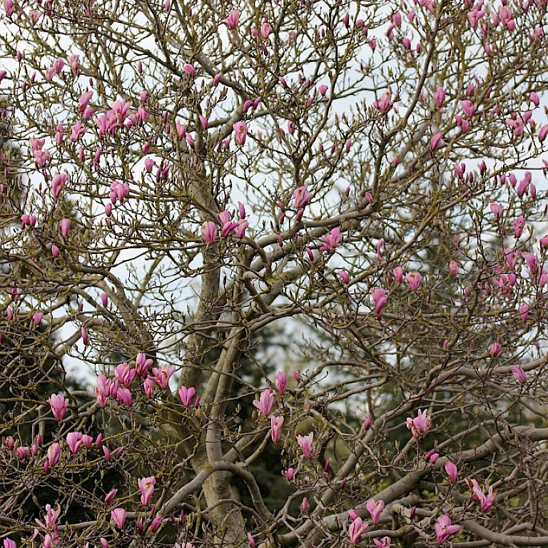 Magnolia liliiflora 'Betty' 