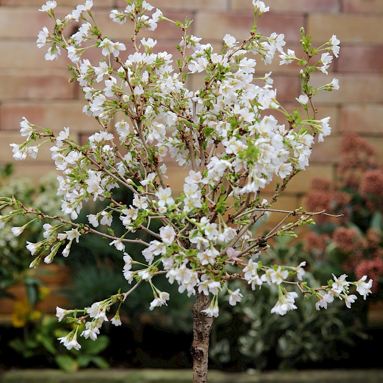 Prunus incisa 'Kojou-No-Mai'