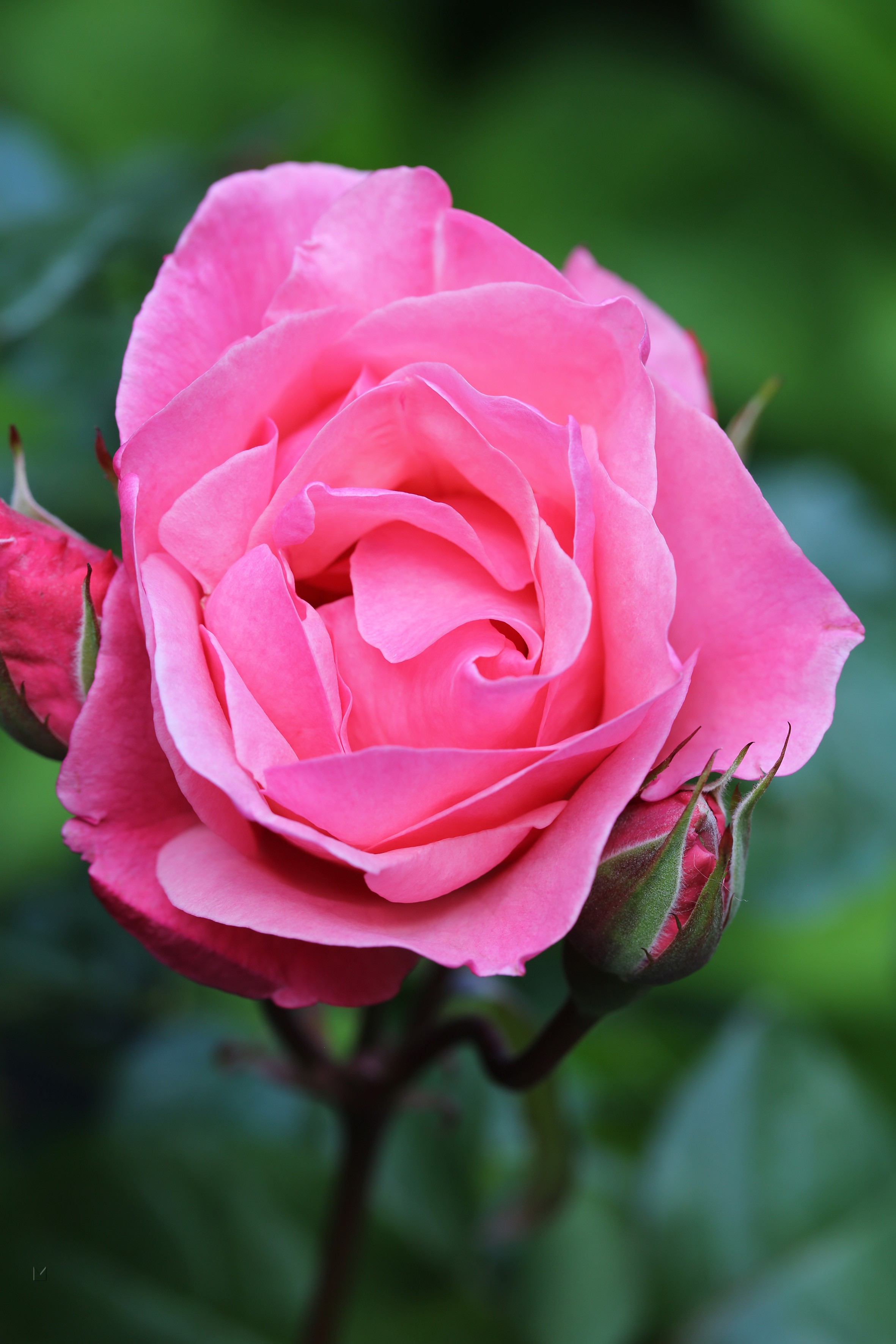 Rosa 'The Queen Elizabeth Rose' ®