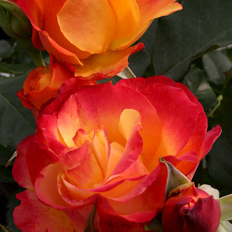 Rosa 'Antigua'