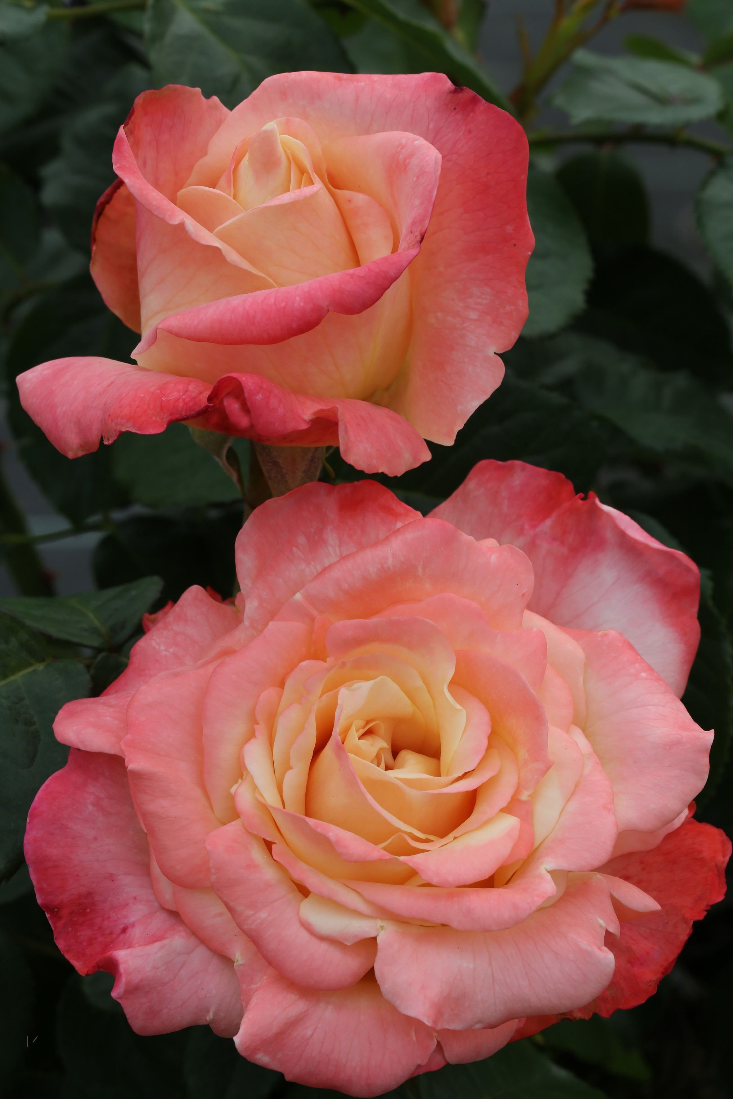 Rosa 'Fiji'
