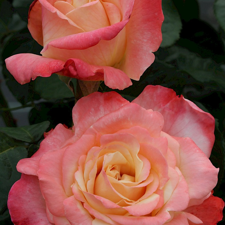 Rosa 'Fiji'