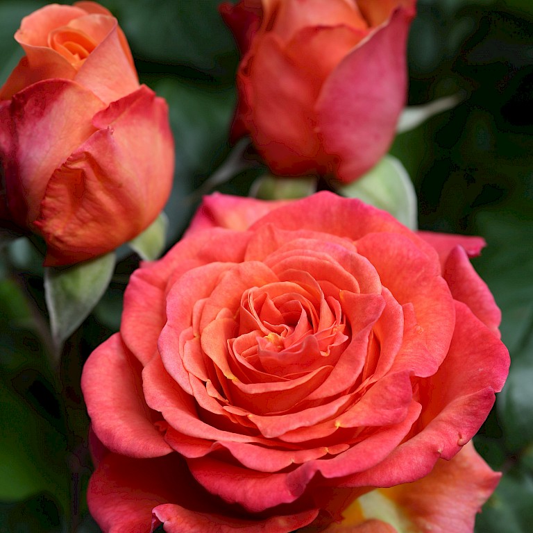 Rosa 'La Palma'