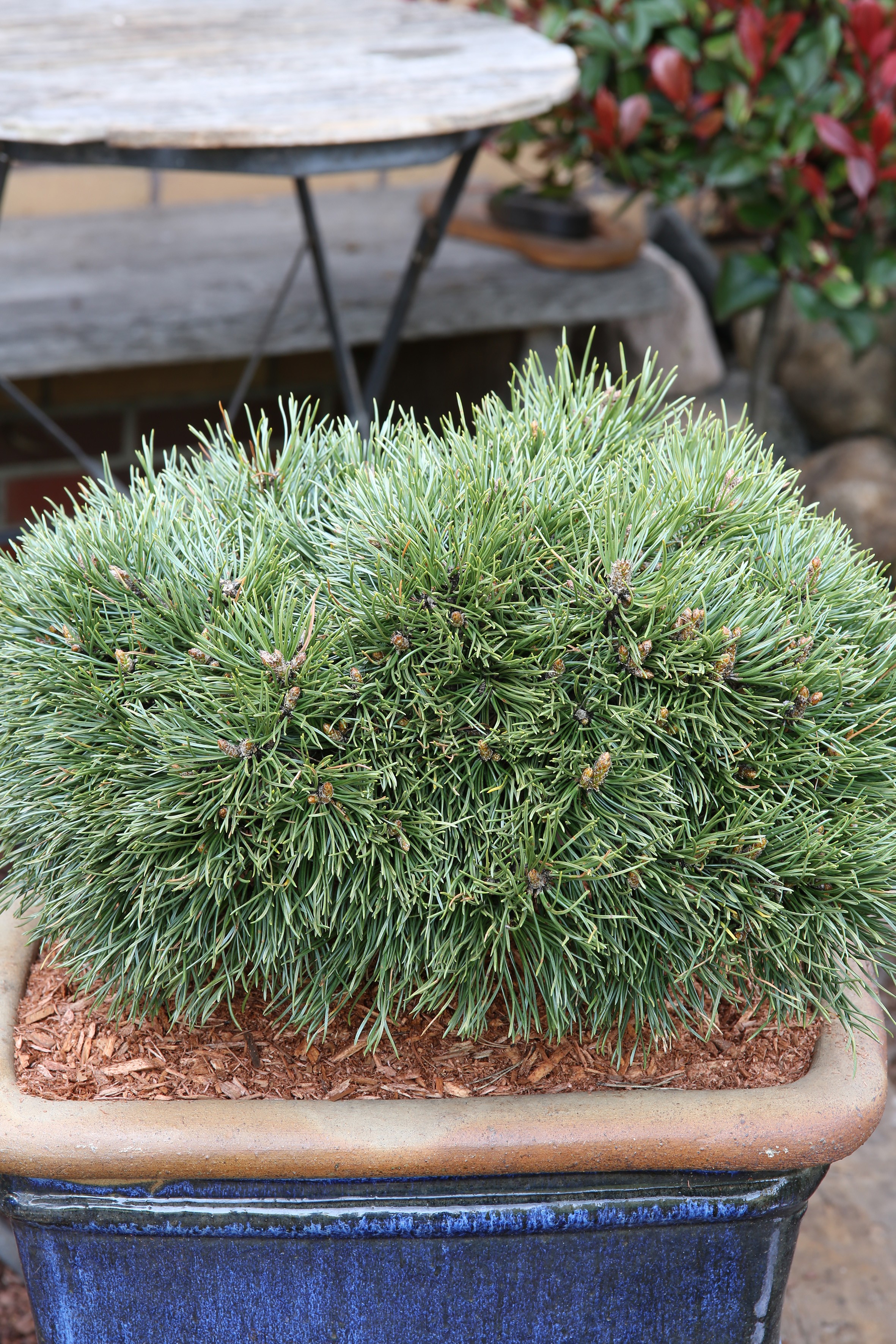 Pinus uncinata 'Grüne Welle'