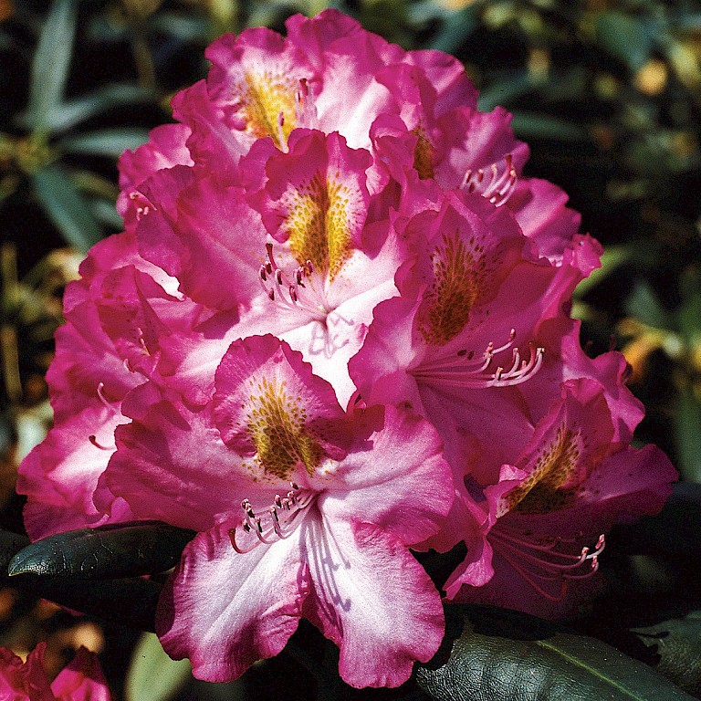 Rhododendron Hybride 'Junifee' ®