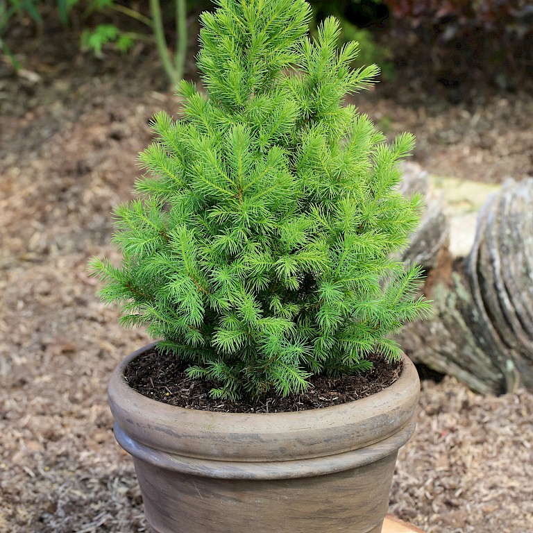 Picea glauca 'Conica December'
