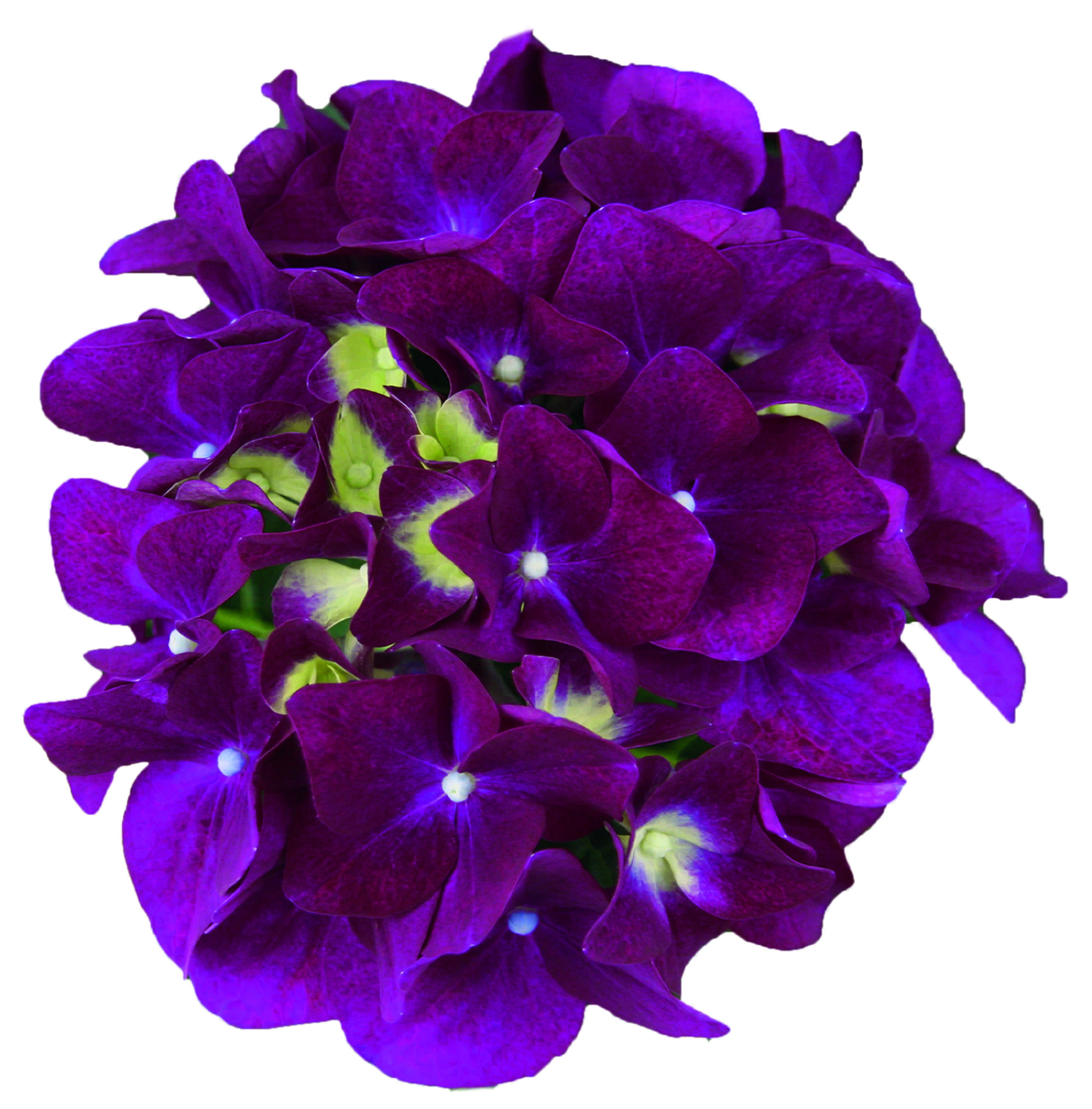 Hydrangea macrophylla Music Collection Purple Punk