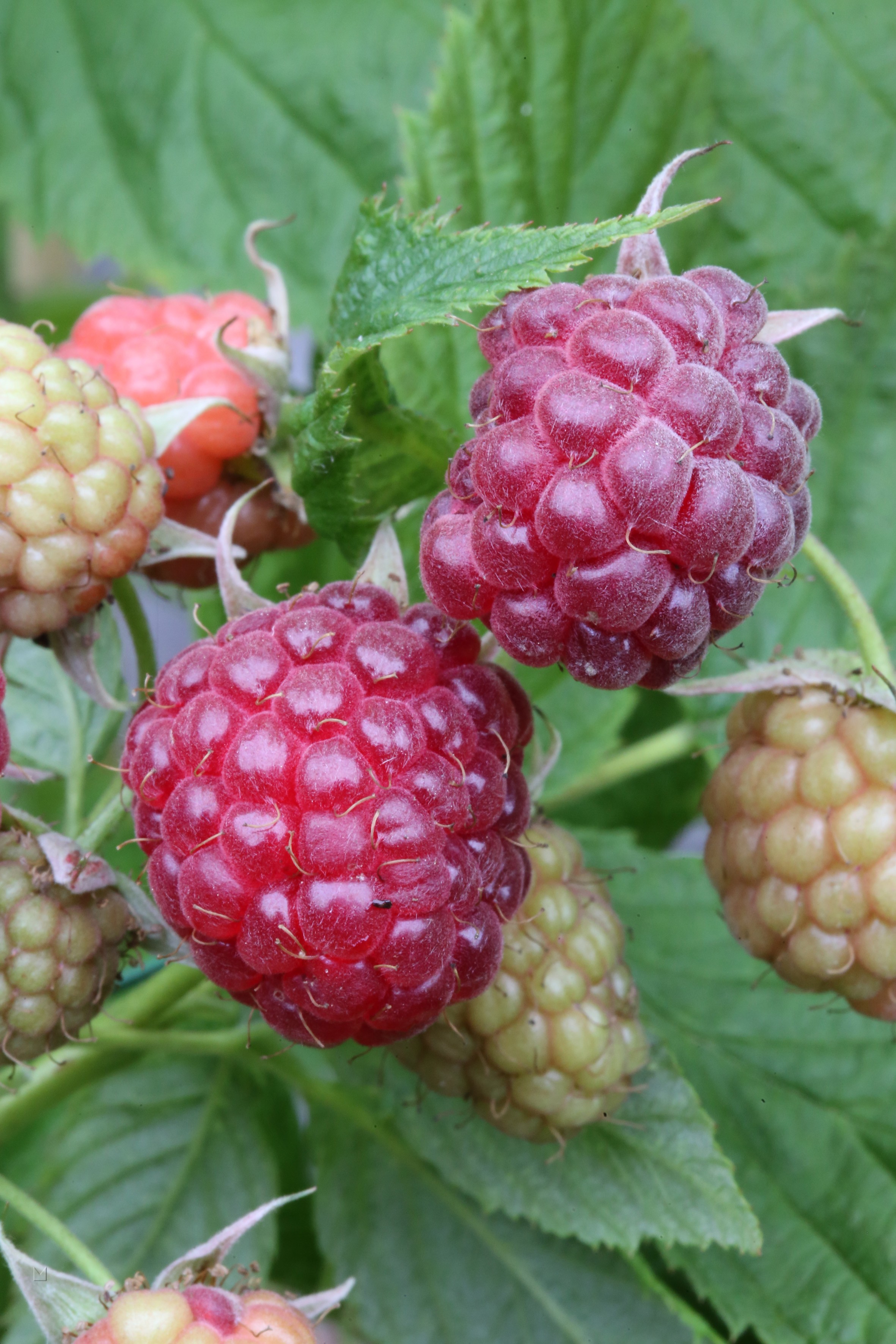 Rubus idaeus 'Aroma Queen' ®