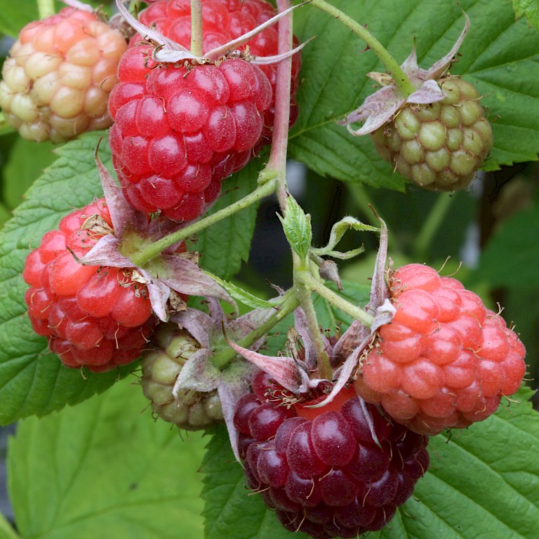 Rubus idaeus 'Glen Ample' ®