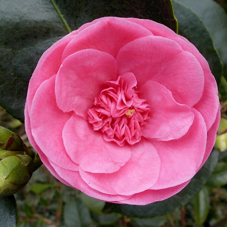 Camellia japonica 'Pink'
