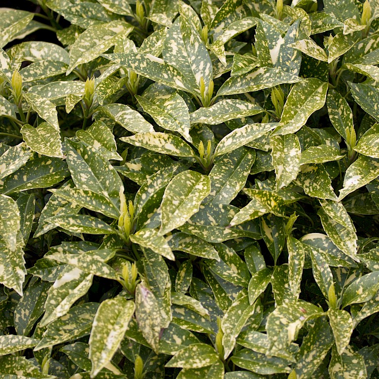 Aucuba japonica 'Crotonifolia'