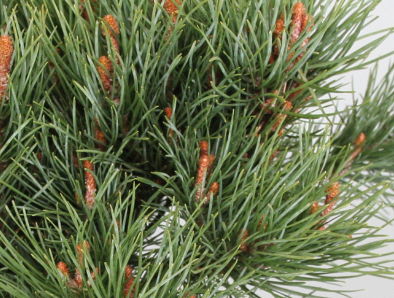 Pinus sylvestris 'Chantry Blue'