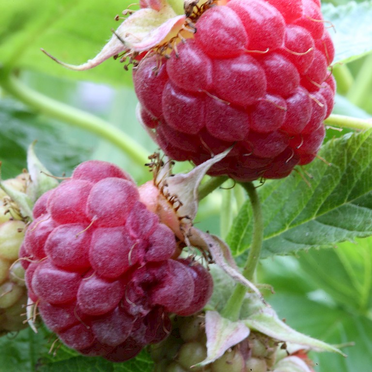 Rubus idaeus 'Himbo Top' ®