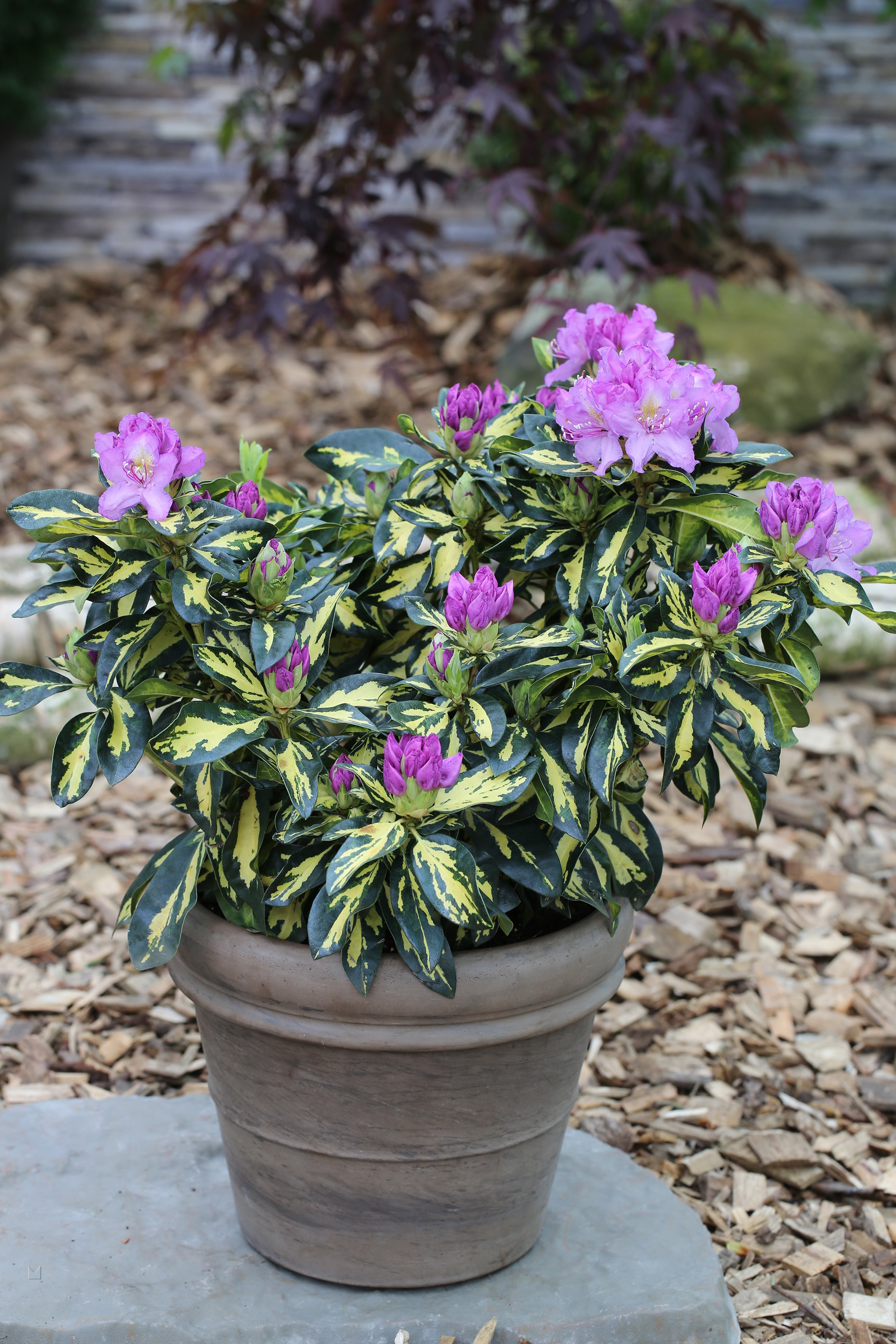 Rhododendron Hybride 'Blattgold'