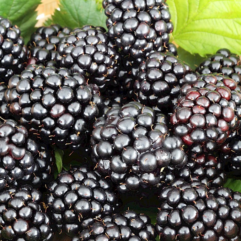 Rubus fruticosus Lowberry® Little Black Prince®