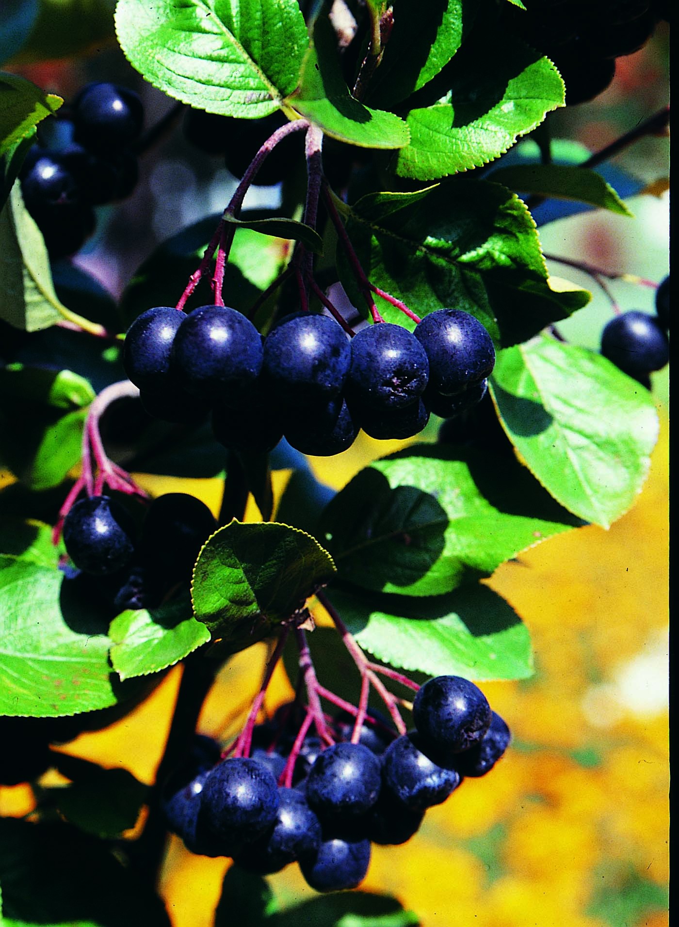 Amelanchier alnifolia 'Greatberry® Aroma'