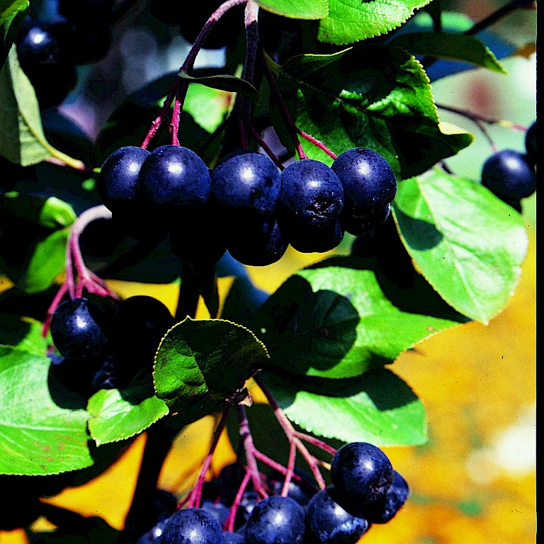 Amelanchier alnifolia 'Greatberry® Aroma'