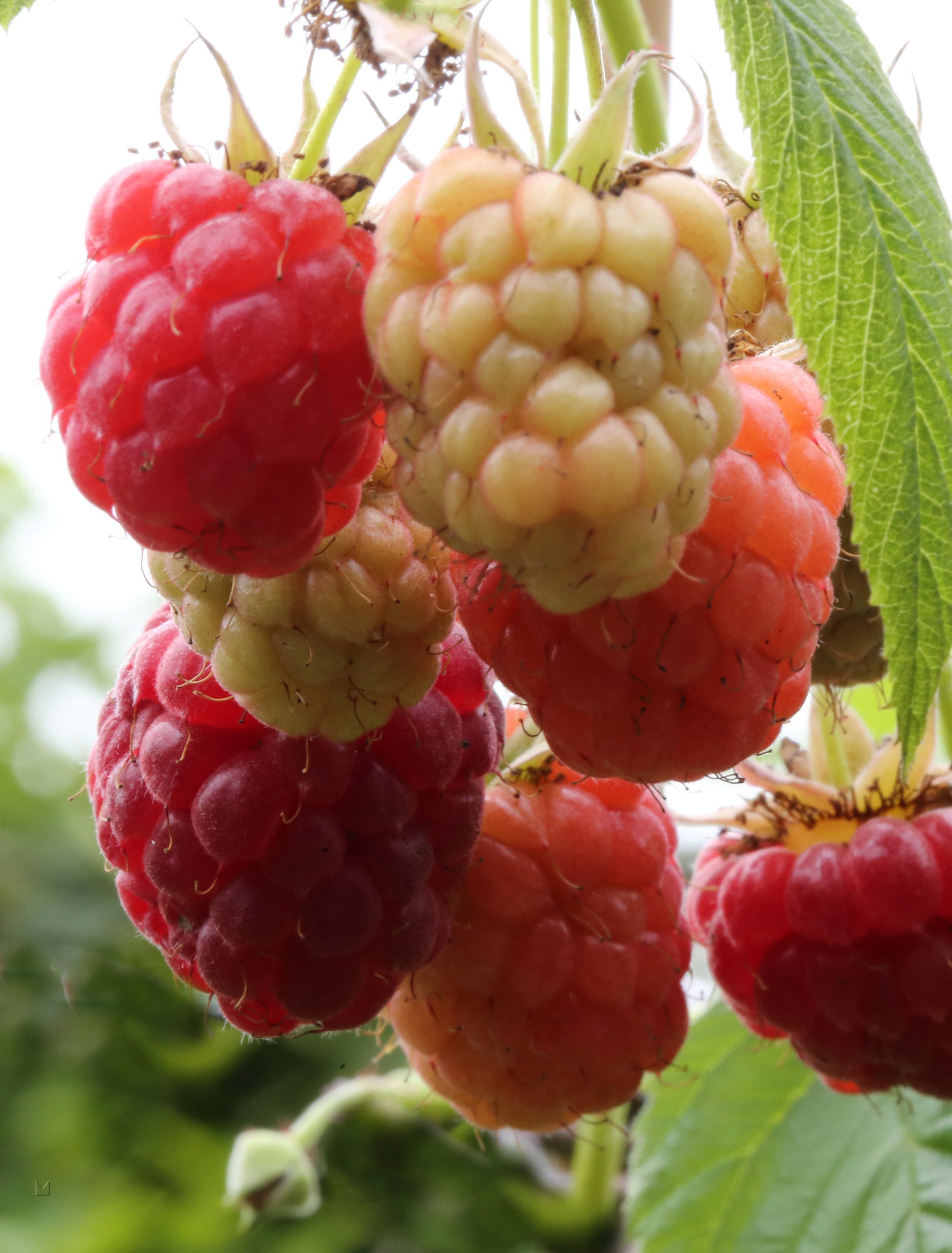 Rubus idaeus 'Sugana' ®