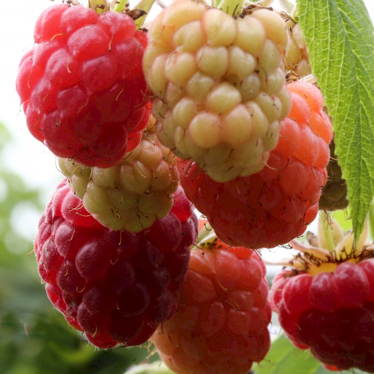 Rubus idaeus 'Sugana' ®