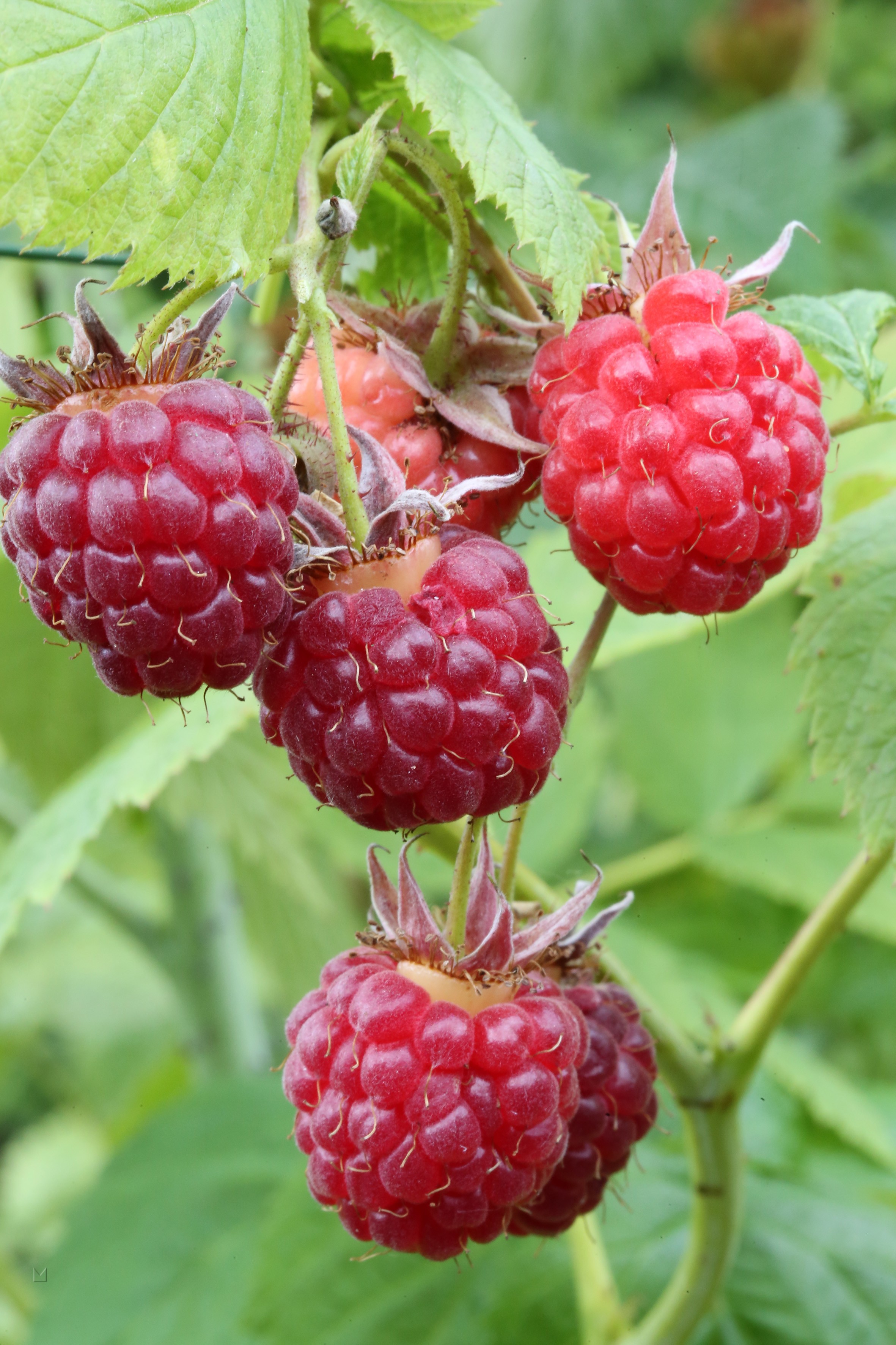 Rubus idaeus 'Glen Dee' ®