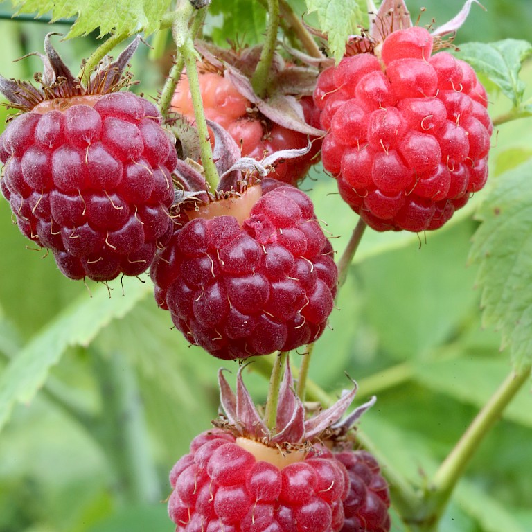 Rubus idaeus 'Glen Dee' ®