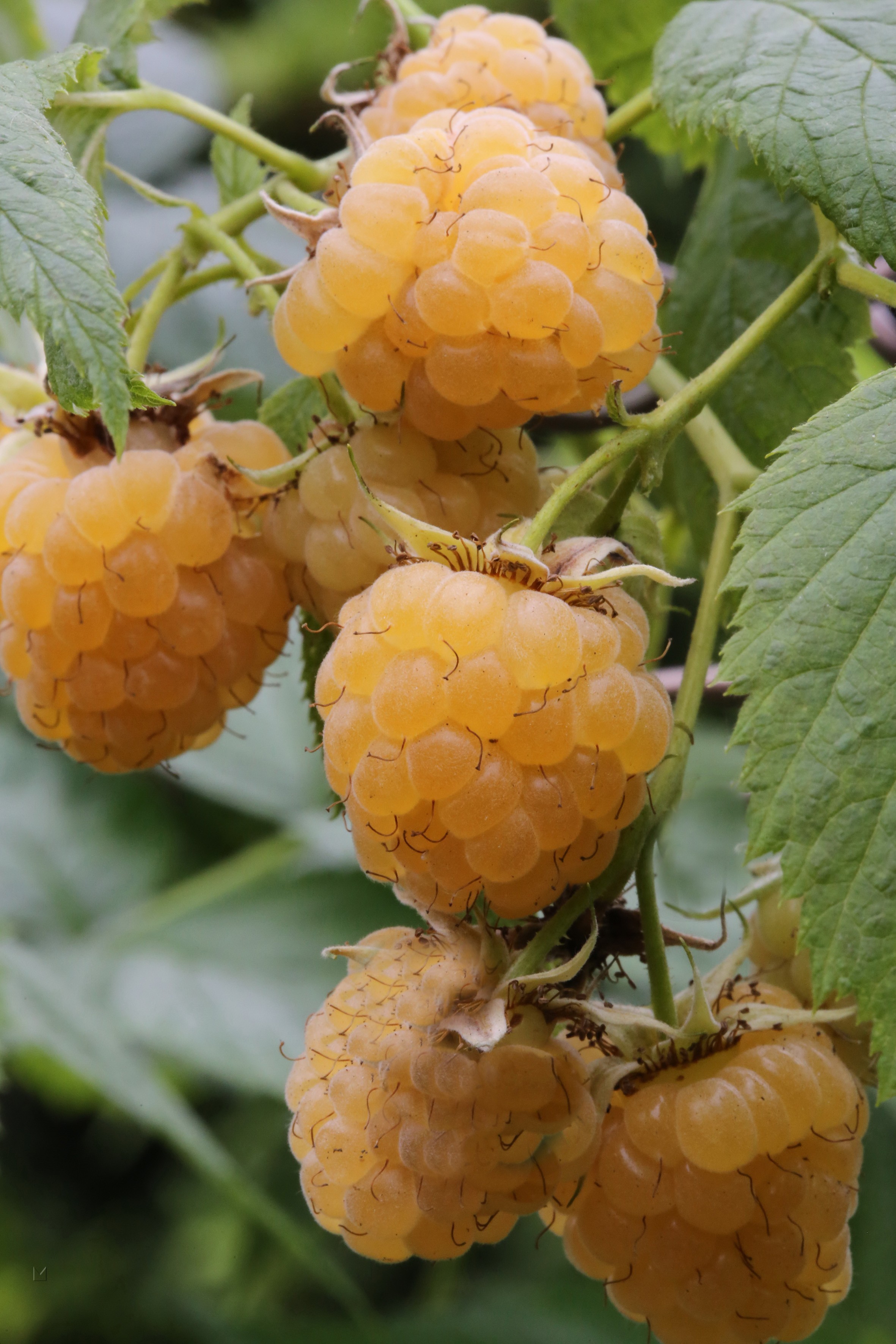 Rubus idaeus 'Golden Bliss'®