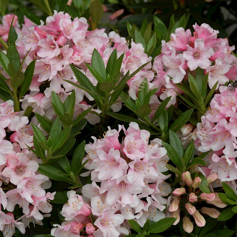 Rhododendron micranthum 'Bloombux' ®