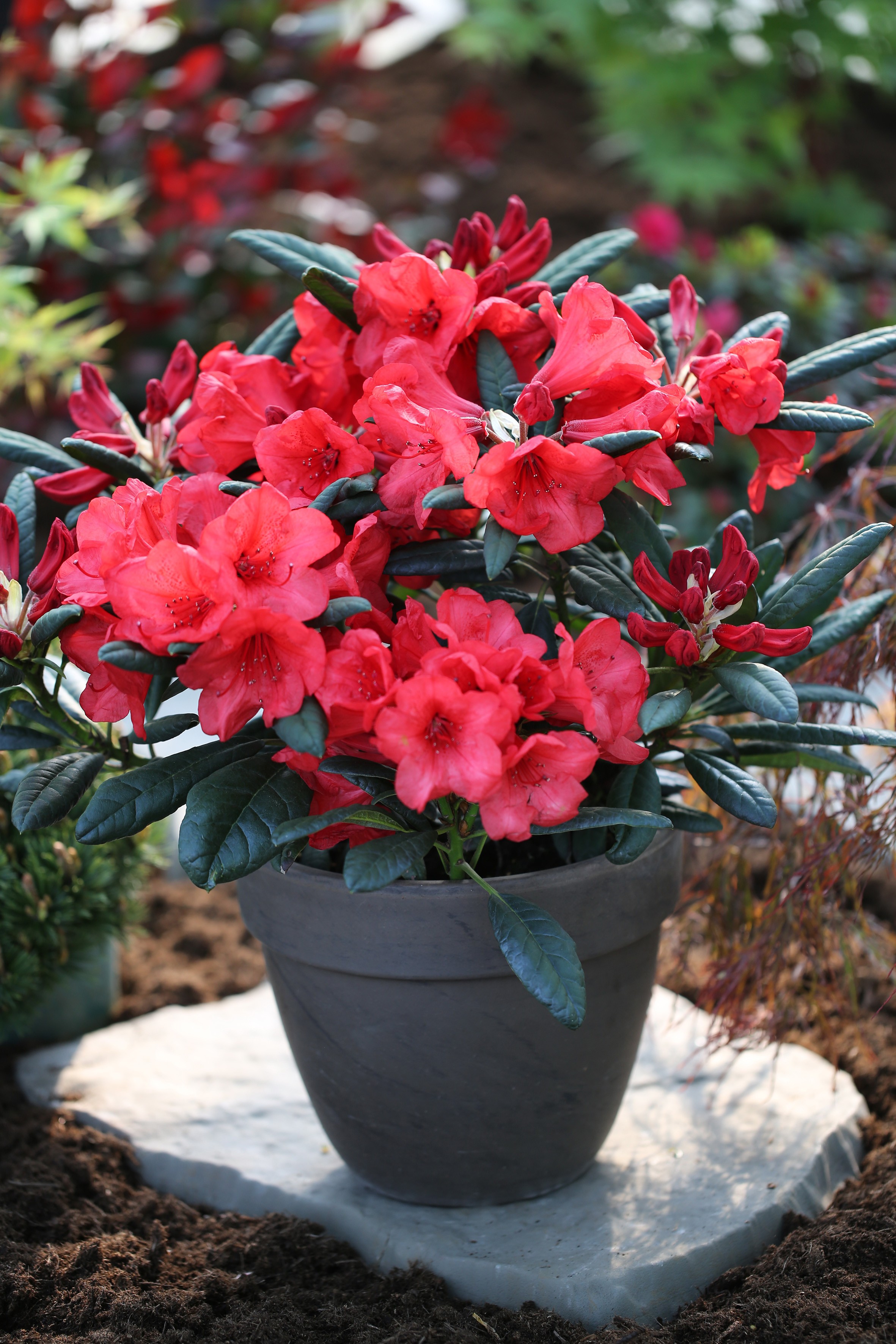 Rhododendron Hybride 'Elizabeth'