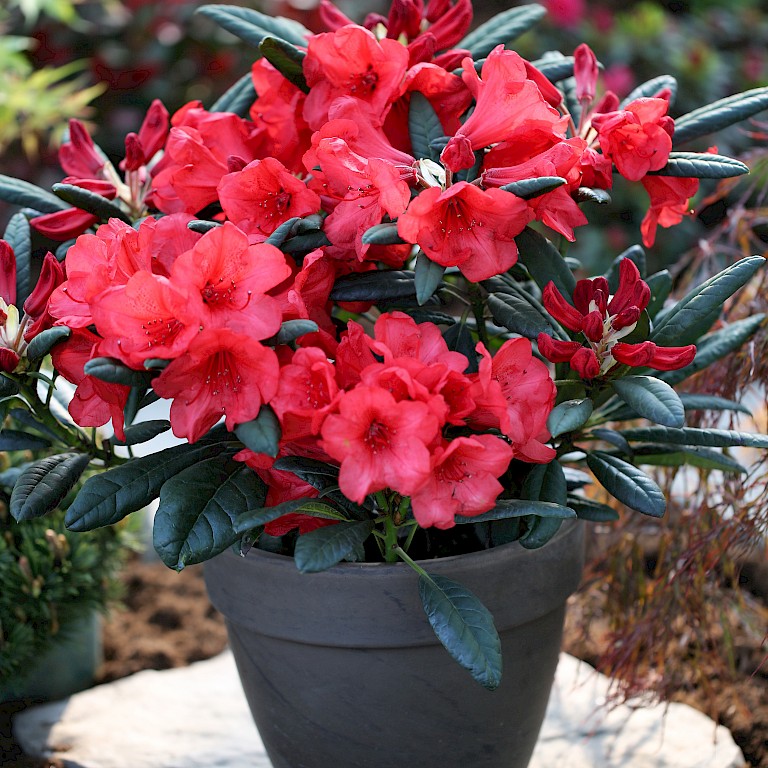 Rhododendron Hybride 'Elizabeth'
