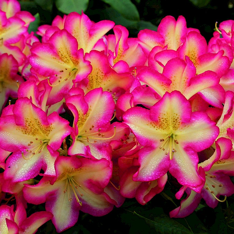 Rhododendron Hybride 'Denise'