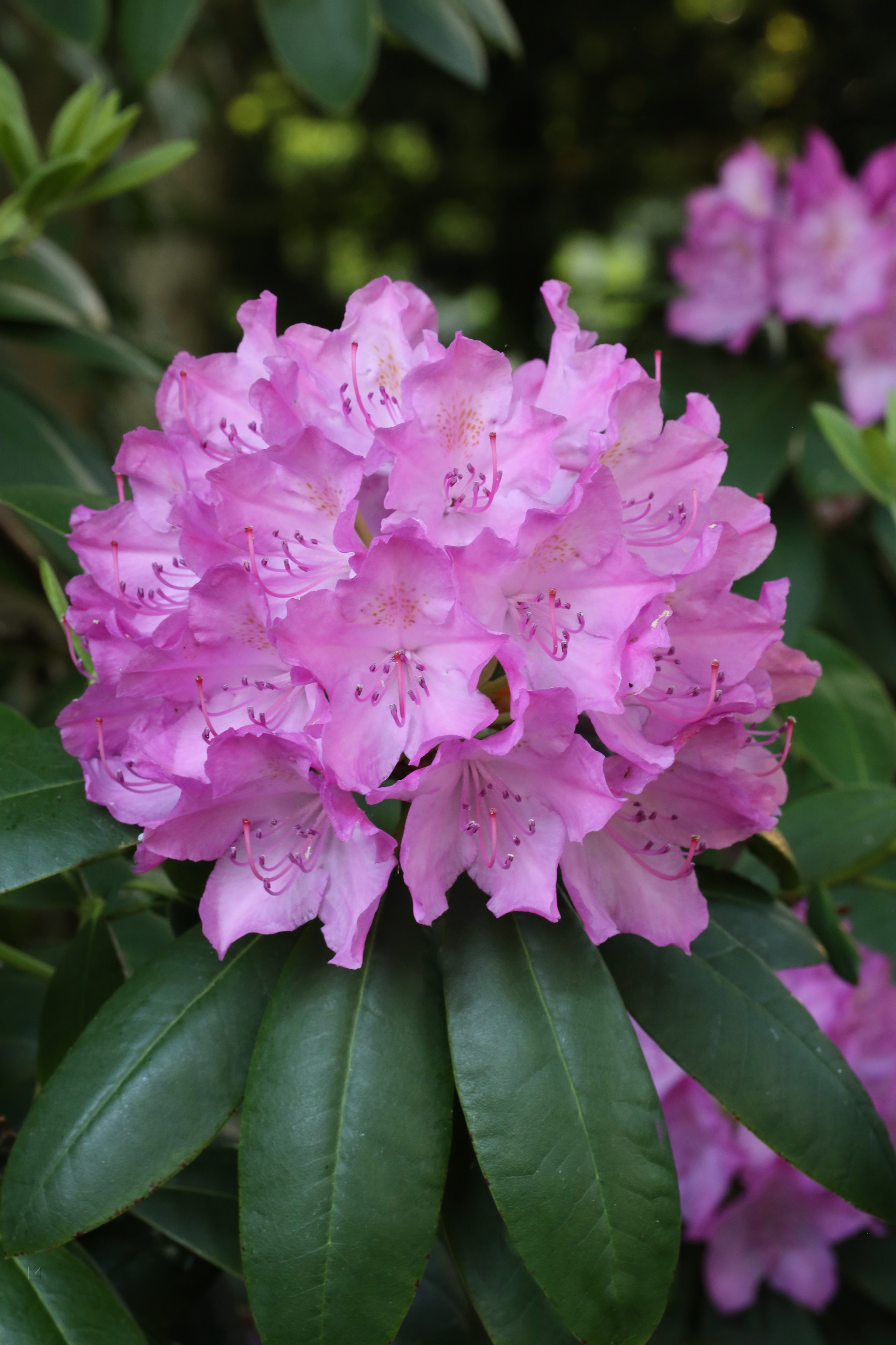 Rhododendron Hybride 'Eucharitis'