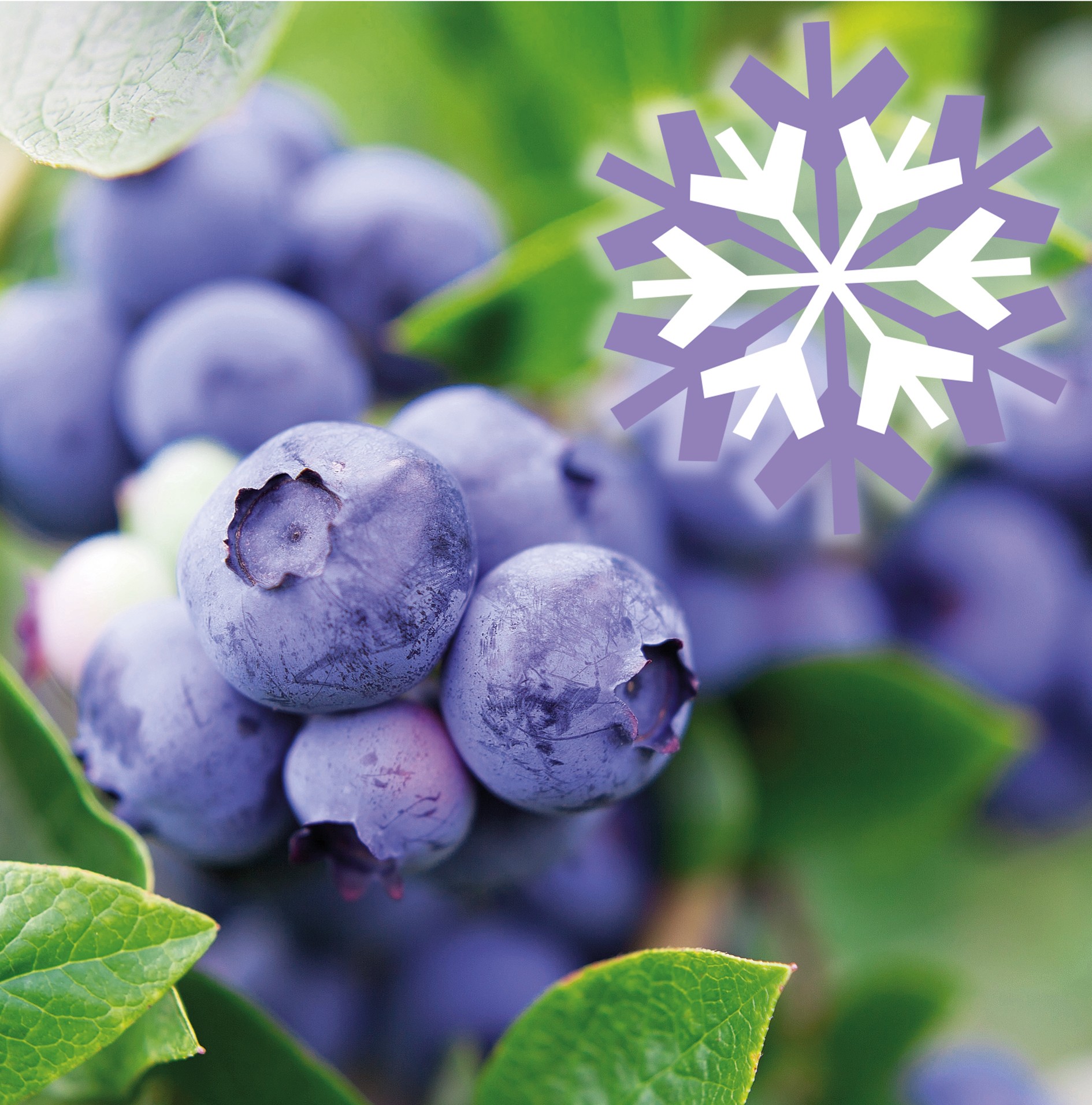 Polar Fruits 'Blueberry'