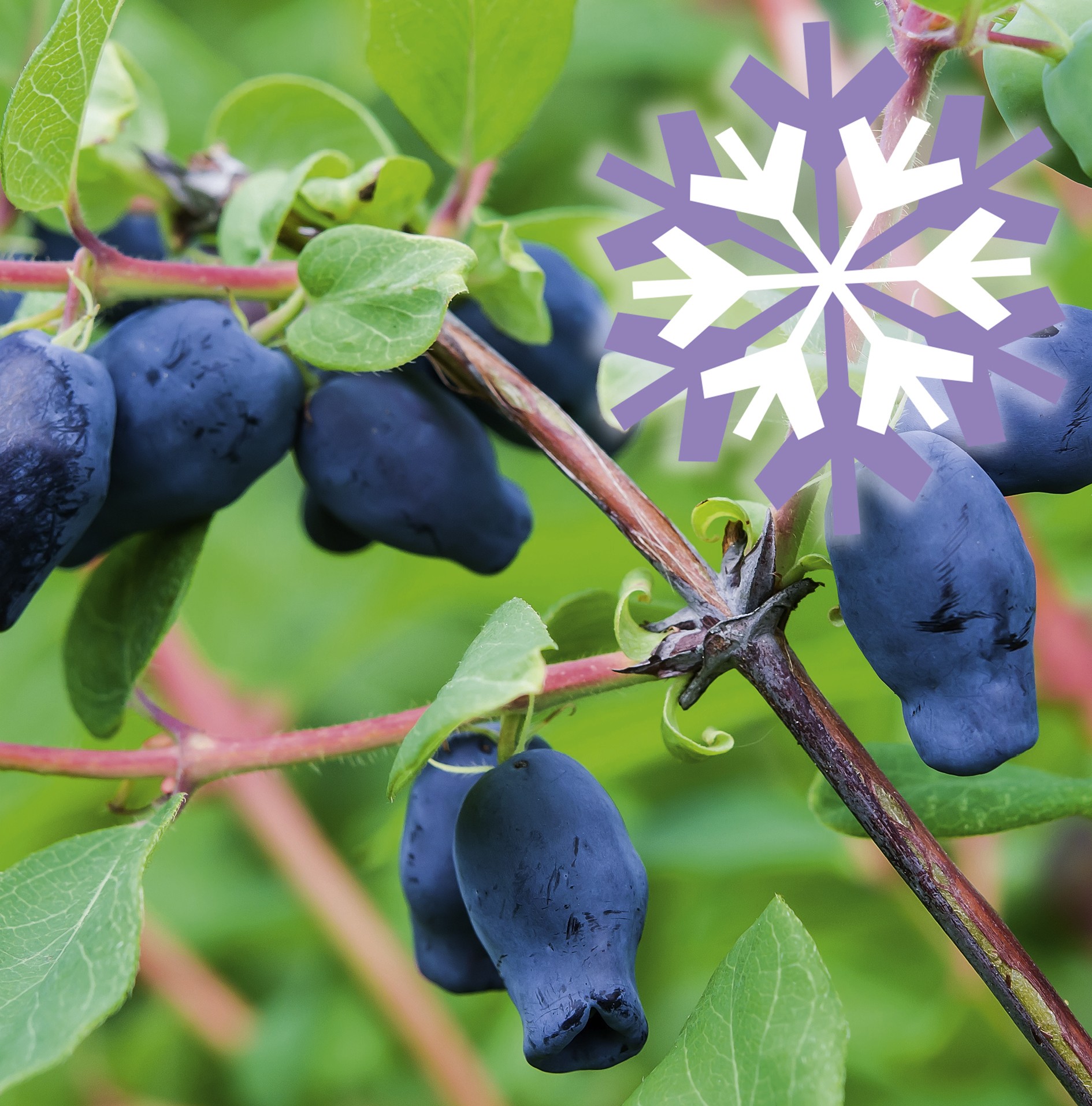 Polar Fruits 'Sibirian Blue Berry'