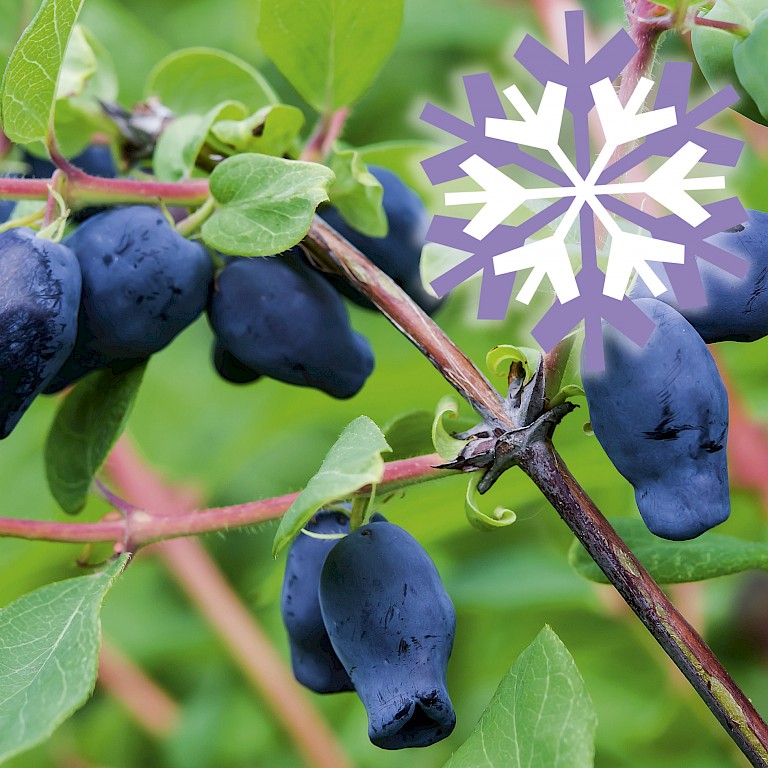 Polar Fruits® 'Sibirian Blue Berry'