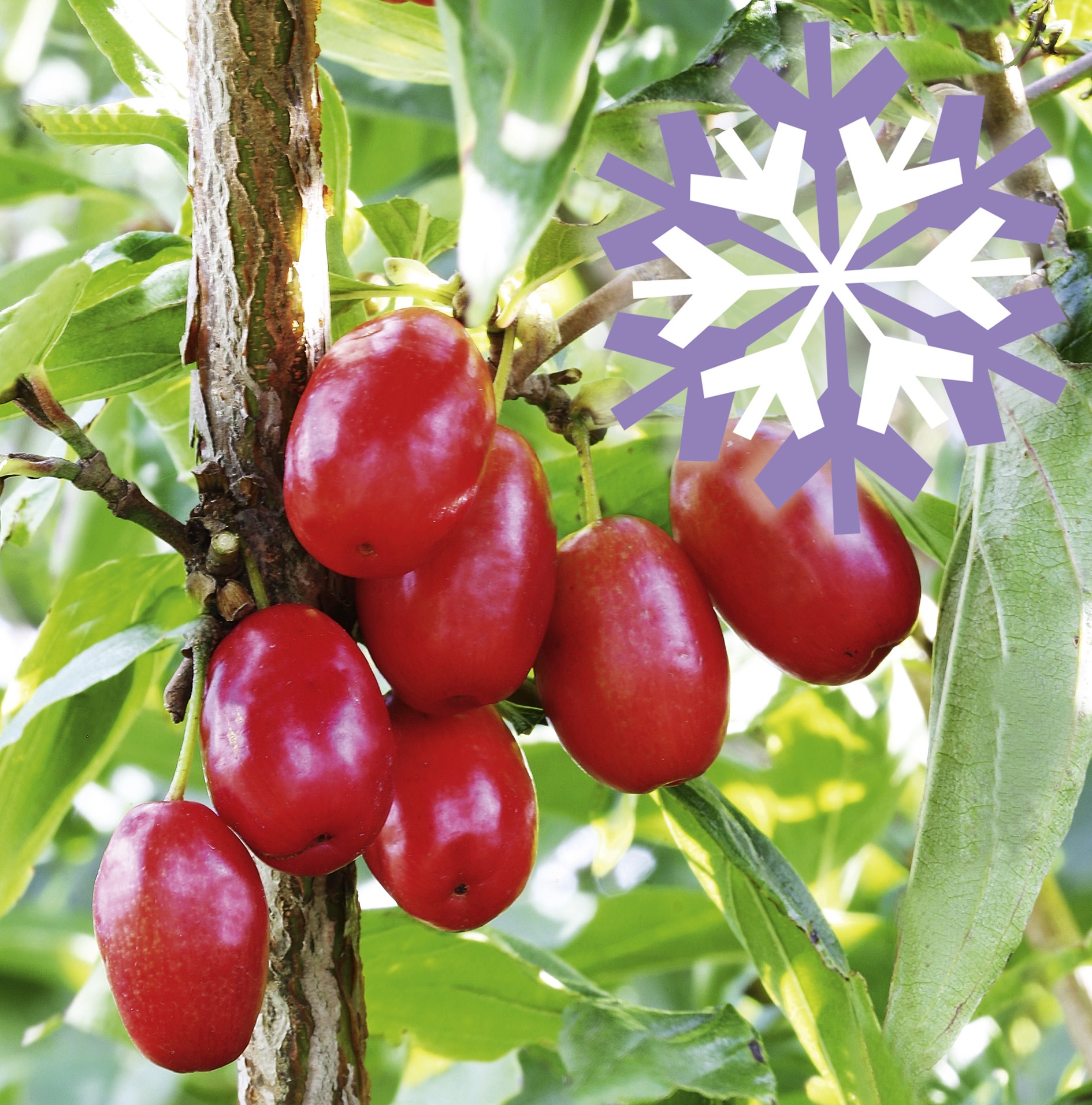 Polar Fruits 'Cornel Berry'