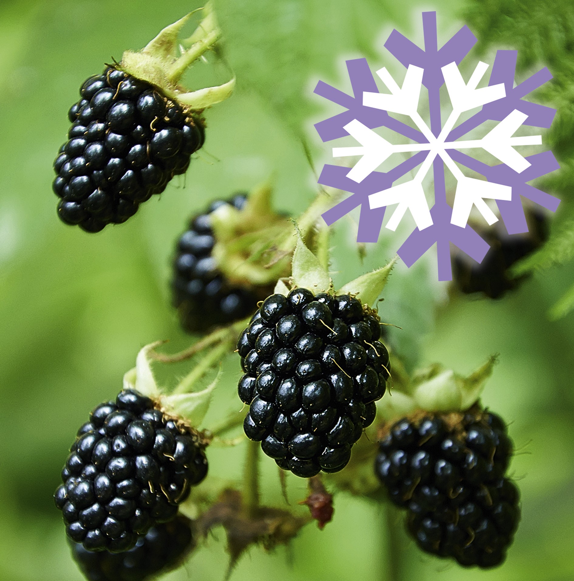 Polar Fruits 'Blackberry'