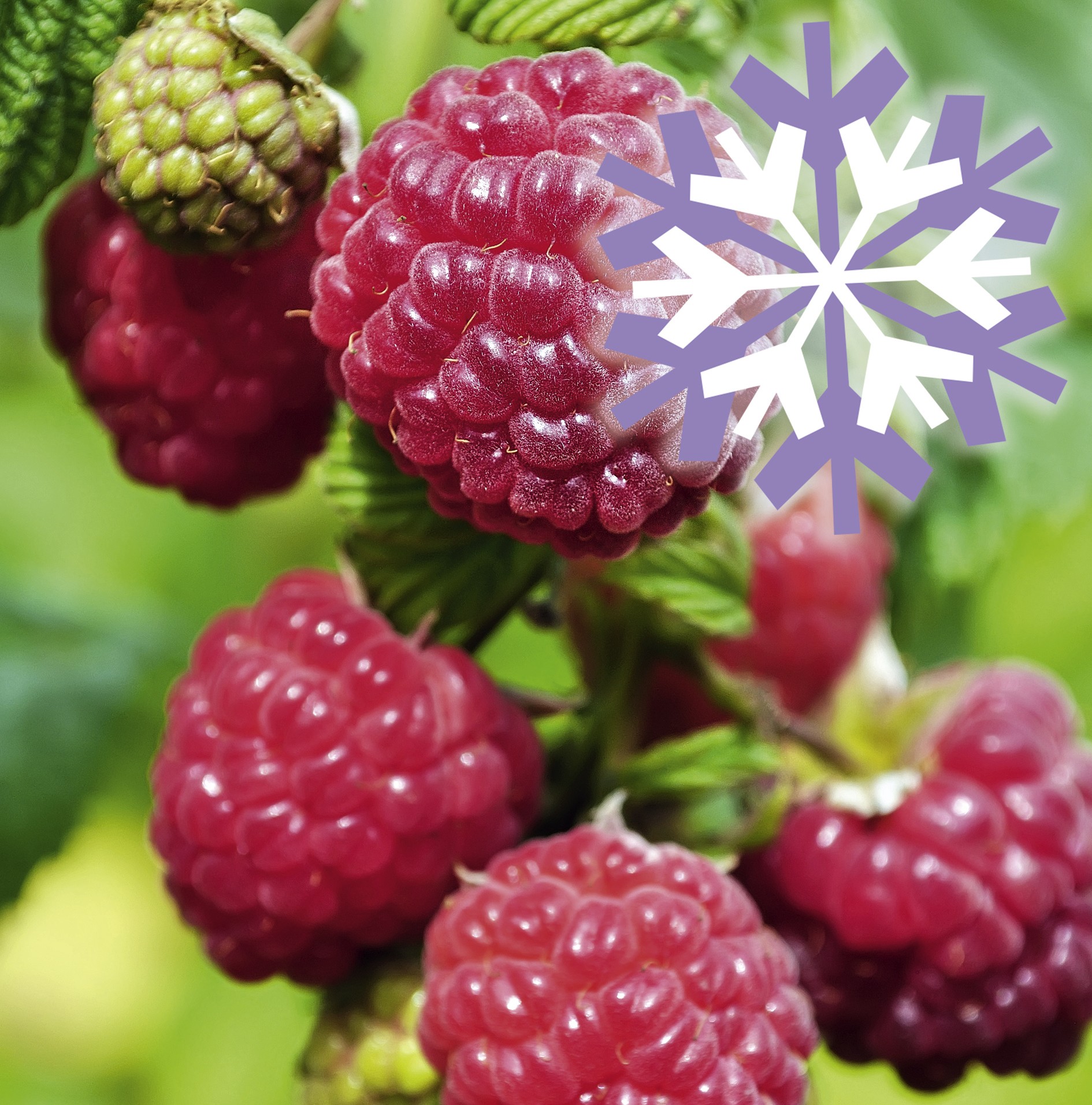 Polar Fruits 'Raspberry'