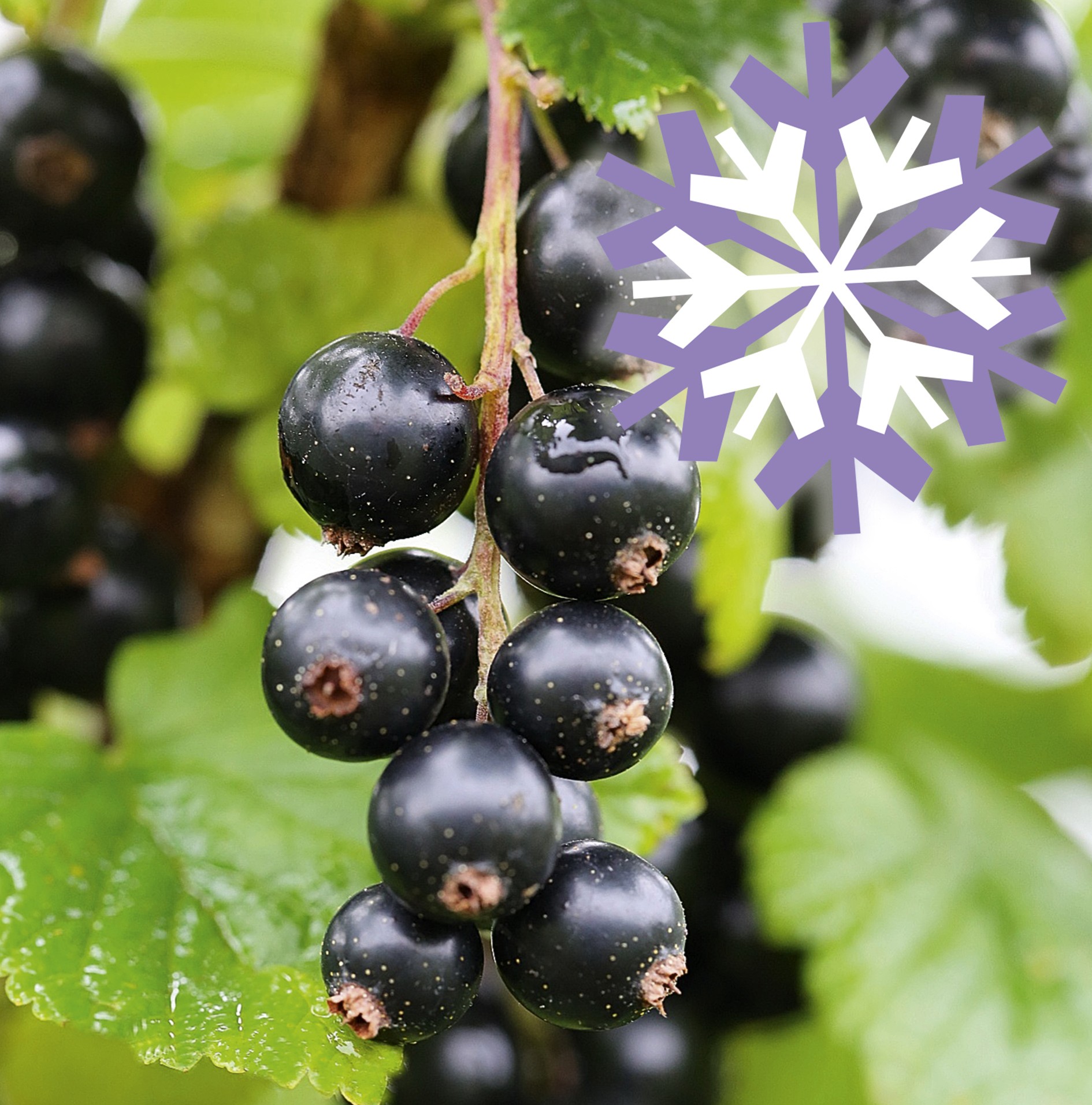 Polar Fruits 'Black Currant Berry'