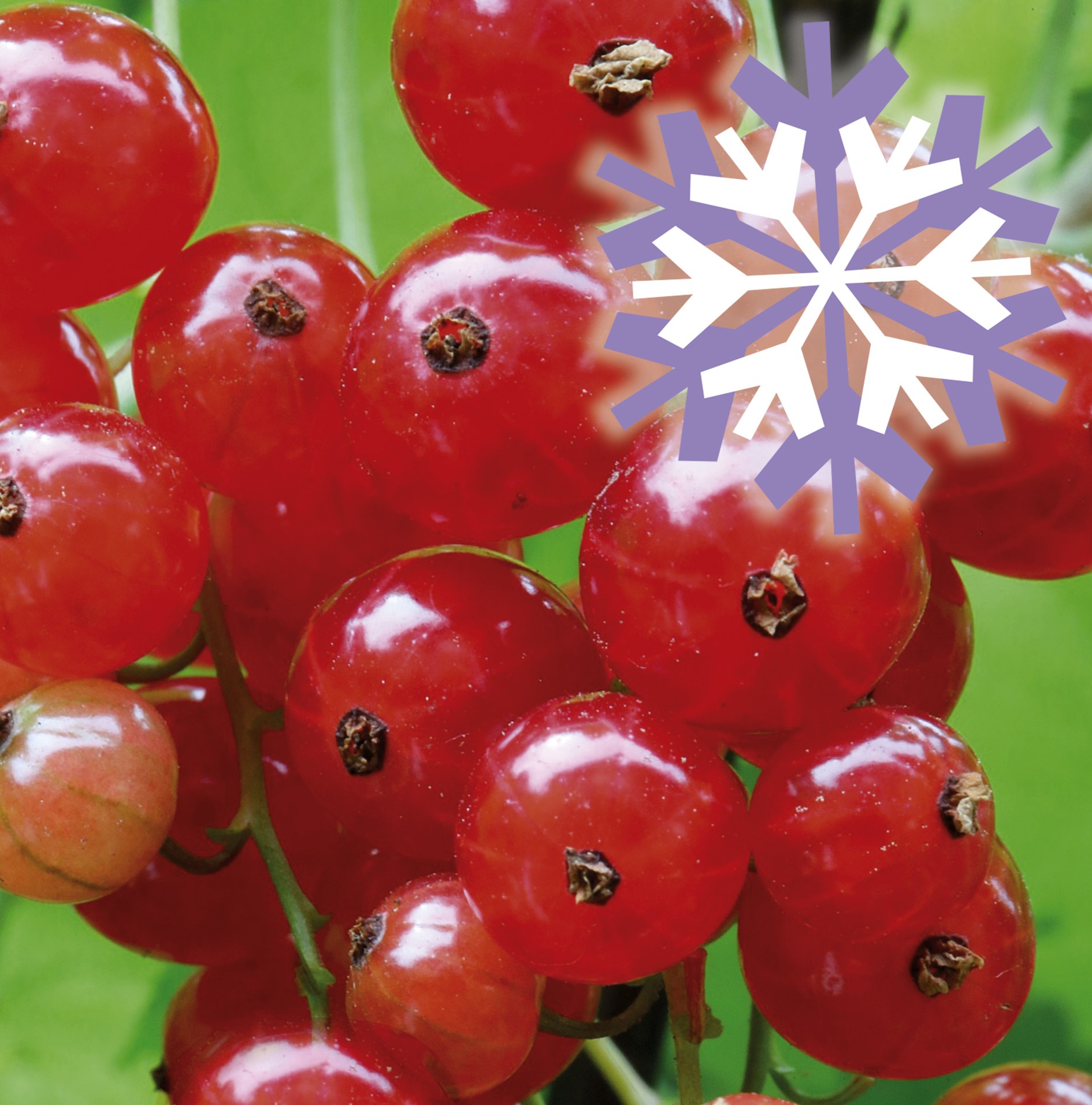 Polar Fruits 'Red Currant Berry'