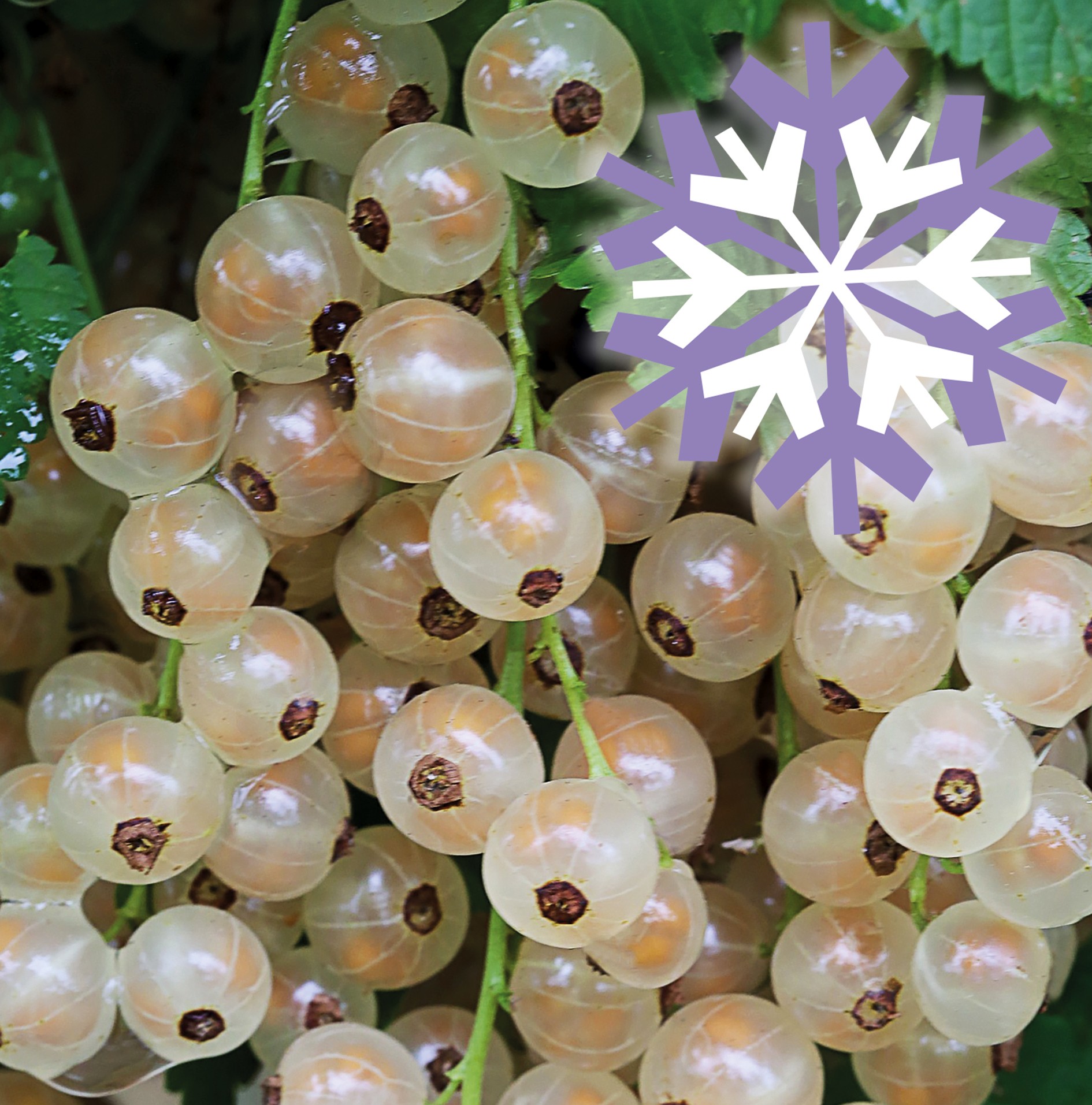 Polar Fruits 'White Currant Berry'