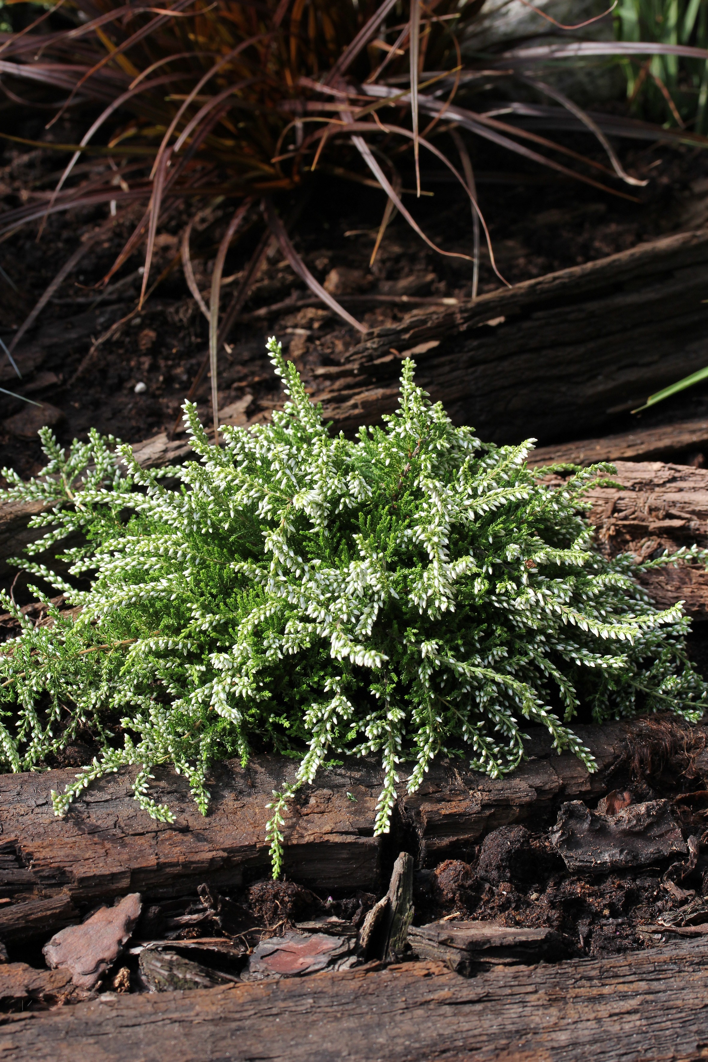 Calluna vulgaris Groundcover-Line in Sorten