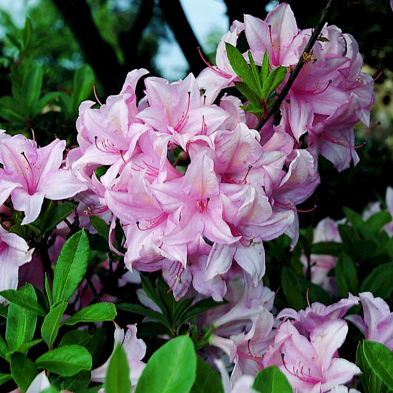 Rhododendron luteum 'Soir de Paris'