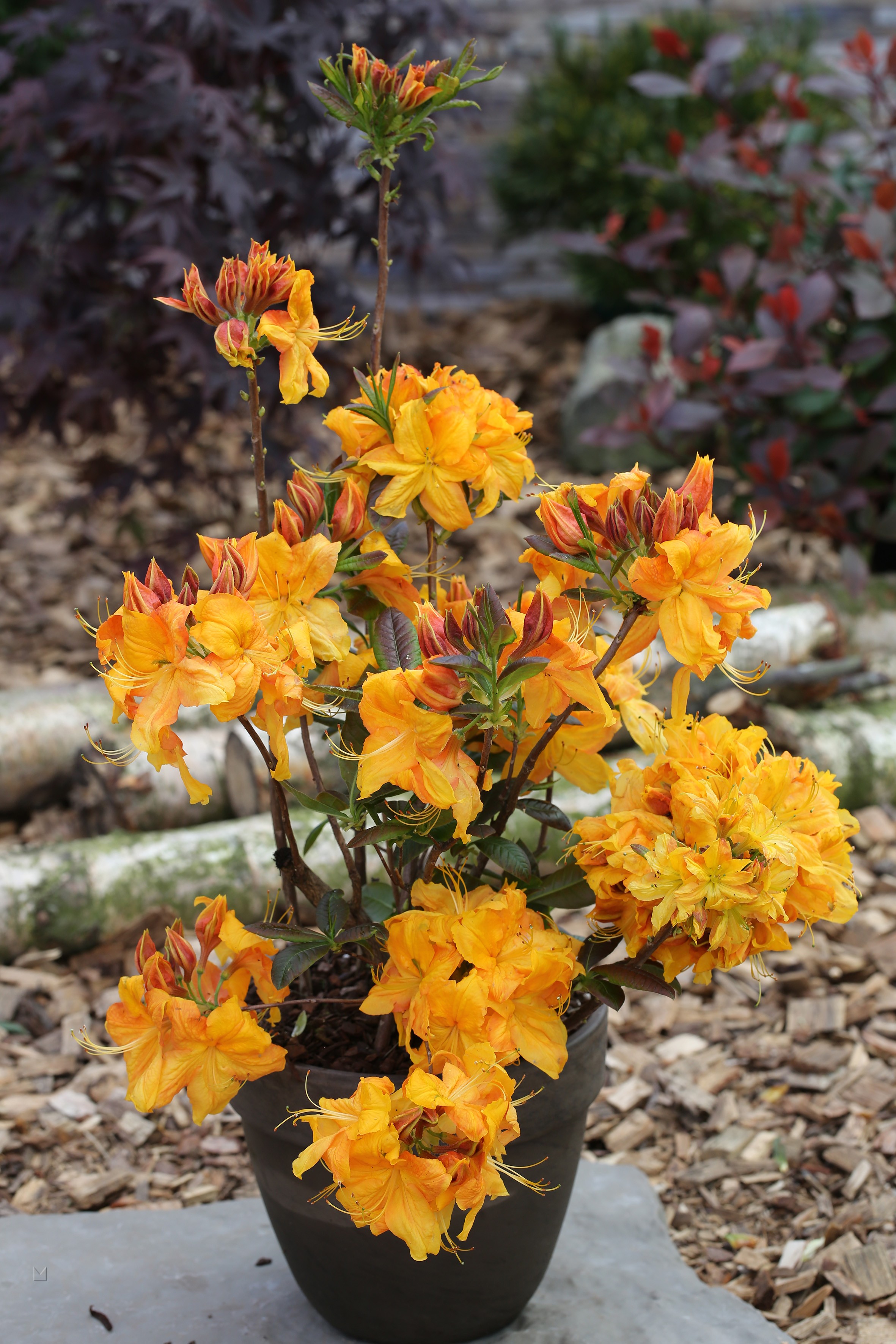 Rhododendron luteum 'Klondyke'